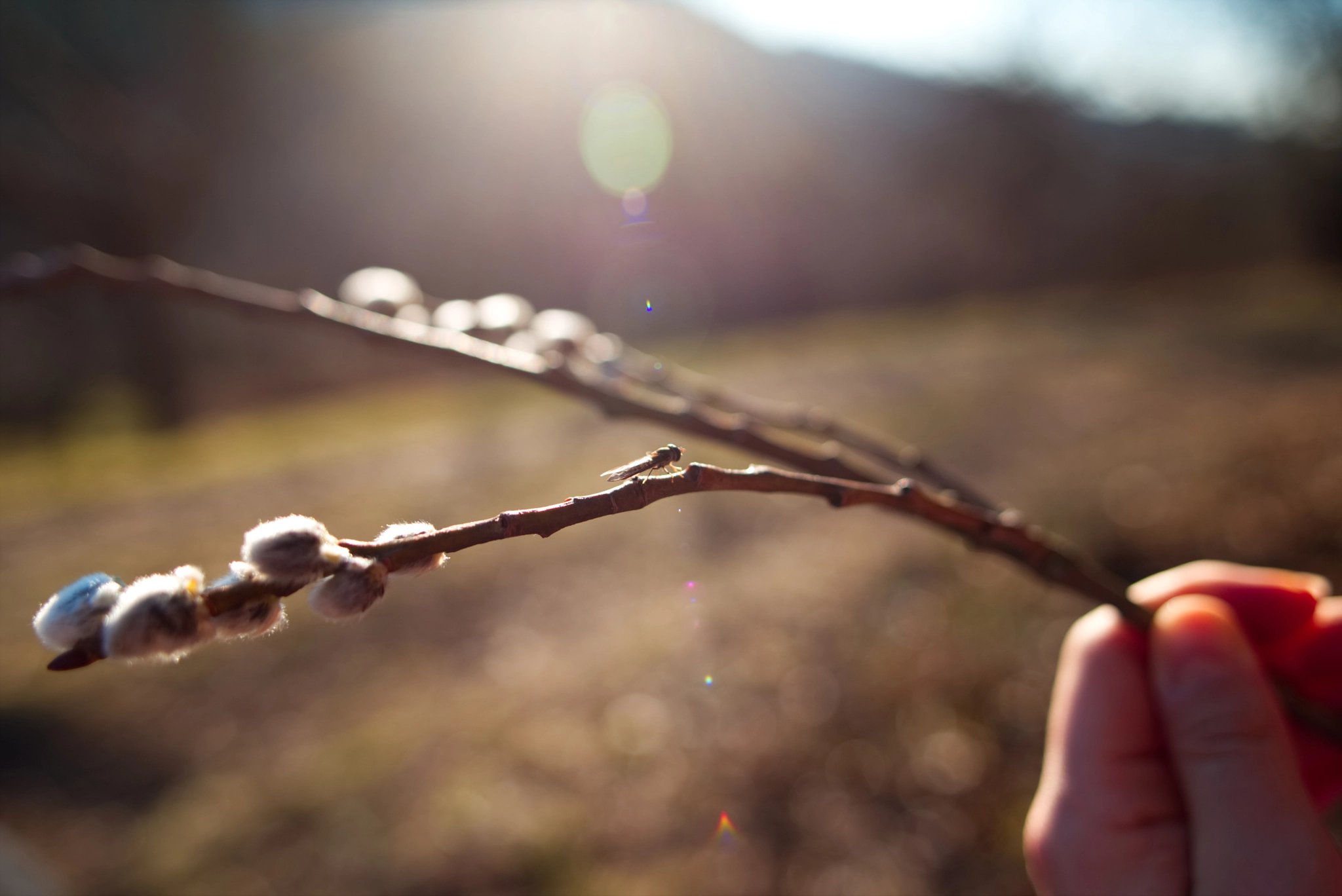 Sigma 28mm f/1.8 DG Macro EX sample photo. Spring buds, a hoverfly, and some lens flares. photography