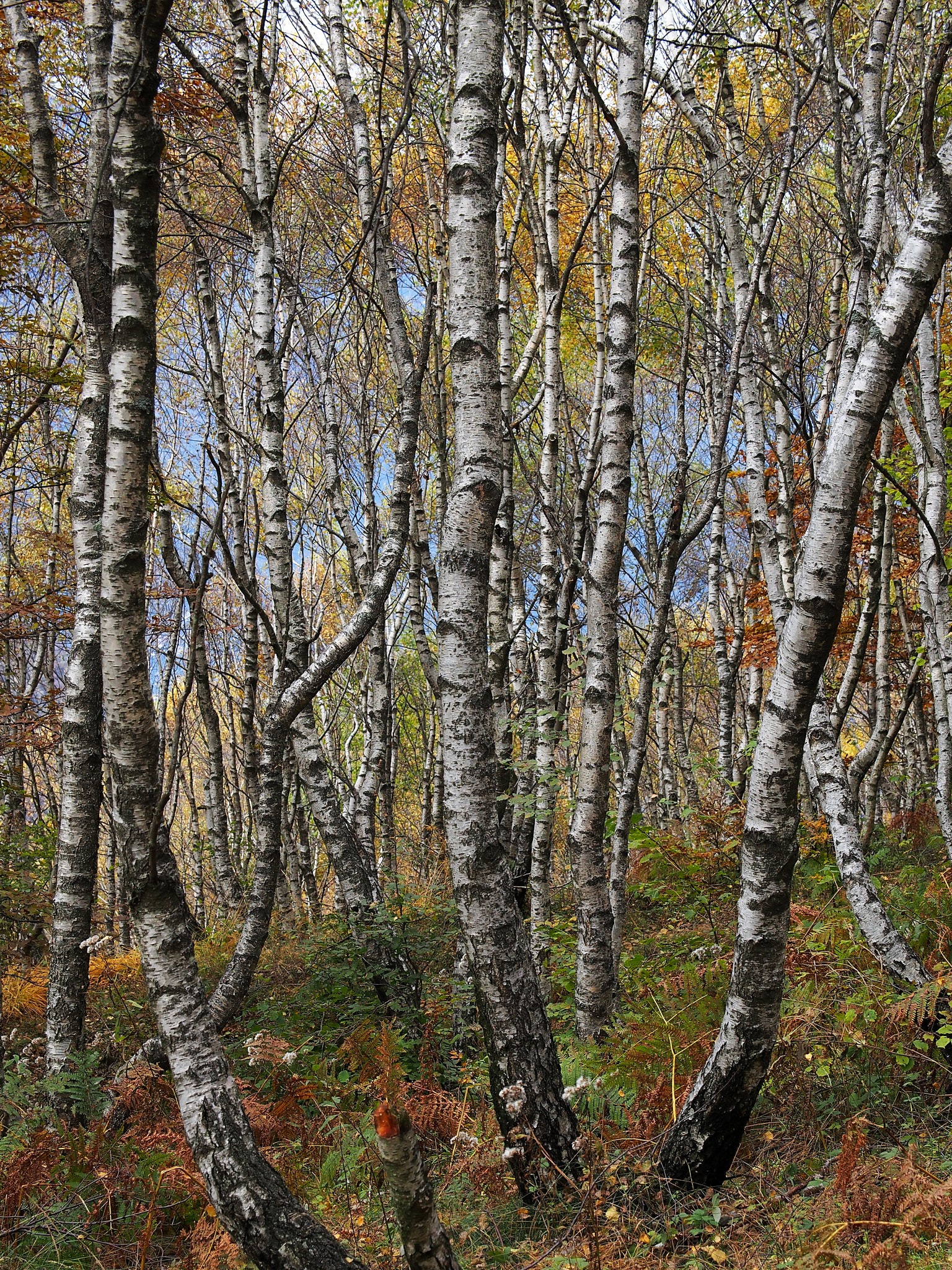 Panasonic Lumix G X Vario 12-35mm F2.8 ASPH Power OIS sample photo. Autumn birch forest photography