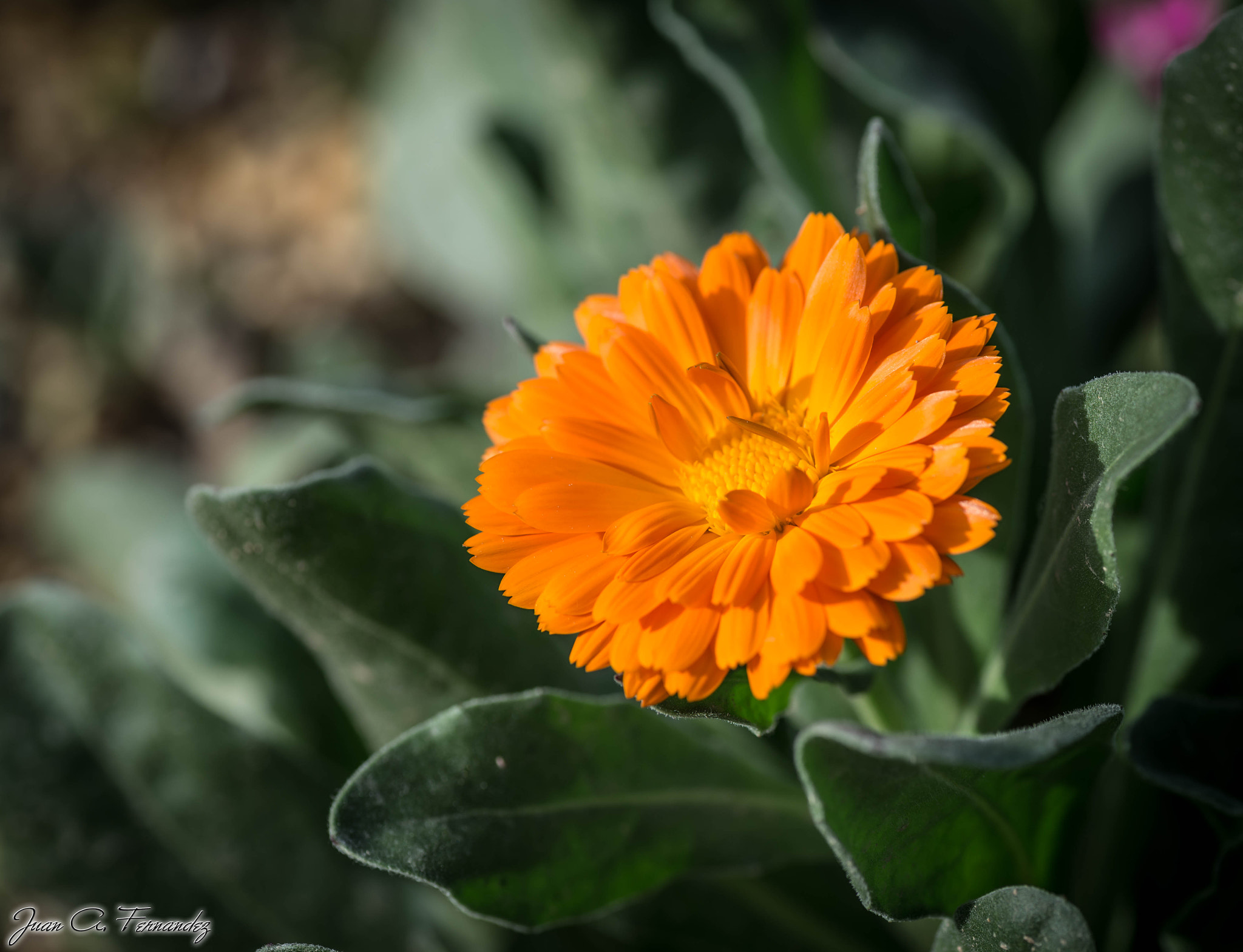 Nikon D610 + Tamron SP 90mm F2.8 Di VC USD 1:1 Macro sample photo. Orange flower photography