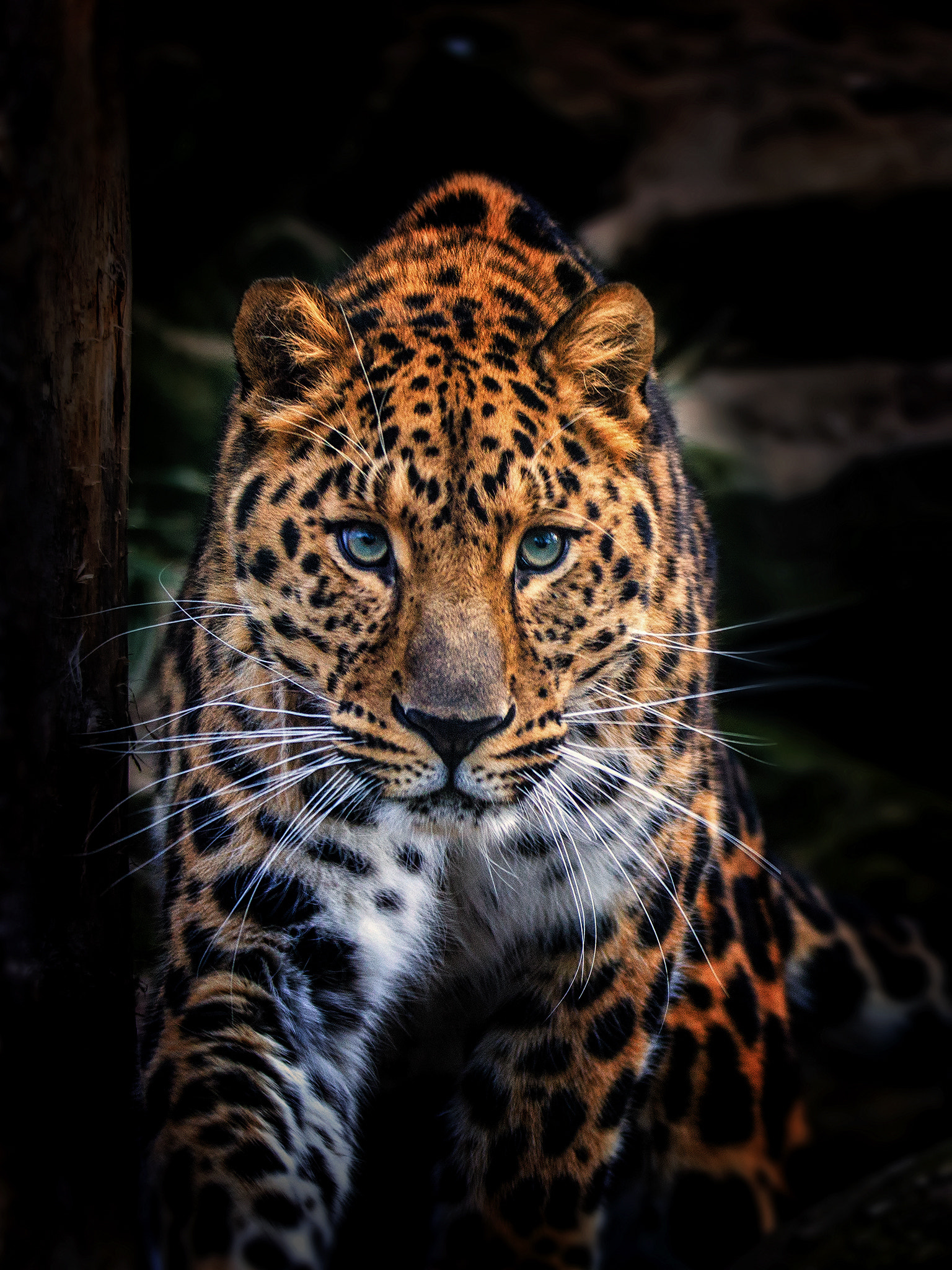 150-600mm F5-6.3 DG OS HSM | Contemporary 015 sample photo. Levhart mangoese photography