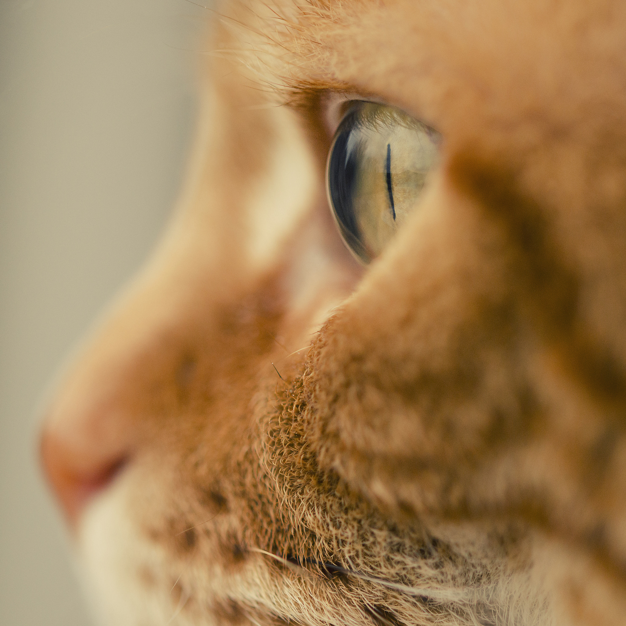 Sigma 105mm F2.8 EX DG OS HSM sample photo. Cats eye photography