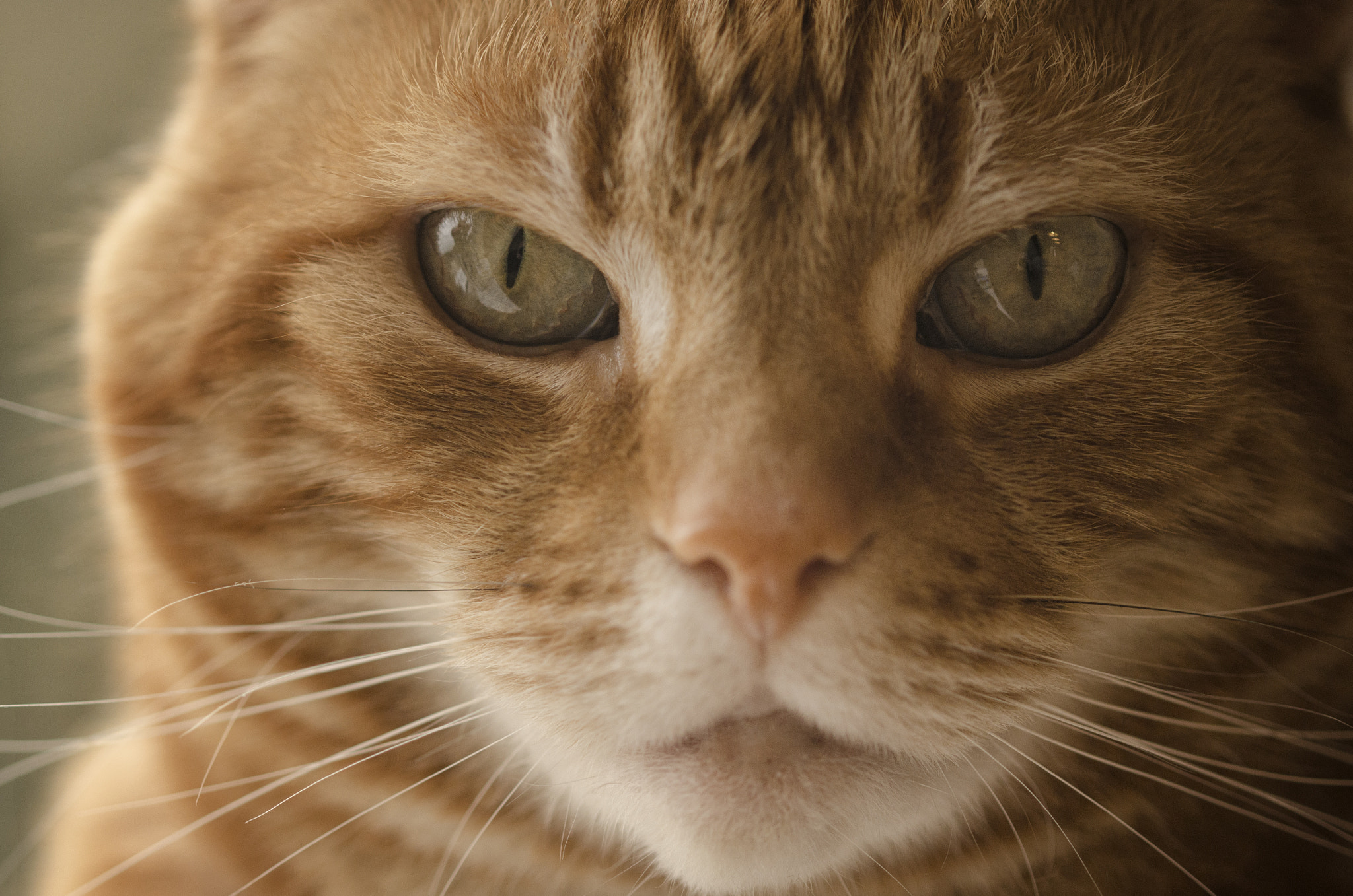 Sigma 105mm F2.8 EX DG OS HSM sample photo. Mr attitude photography