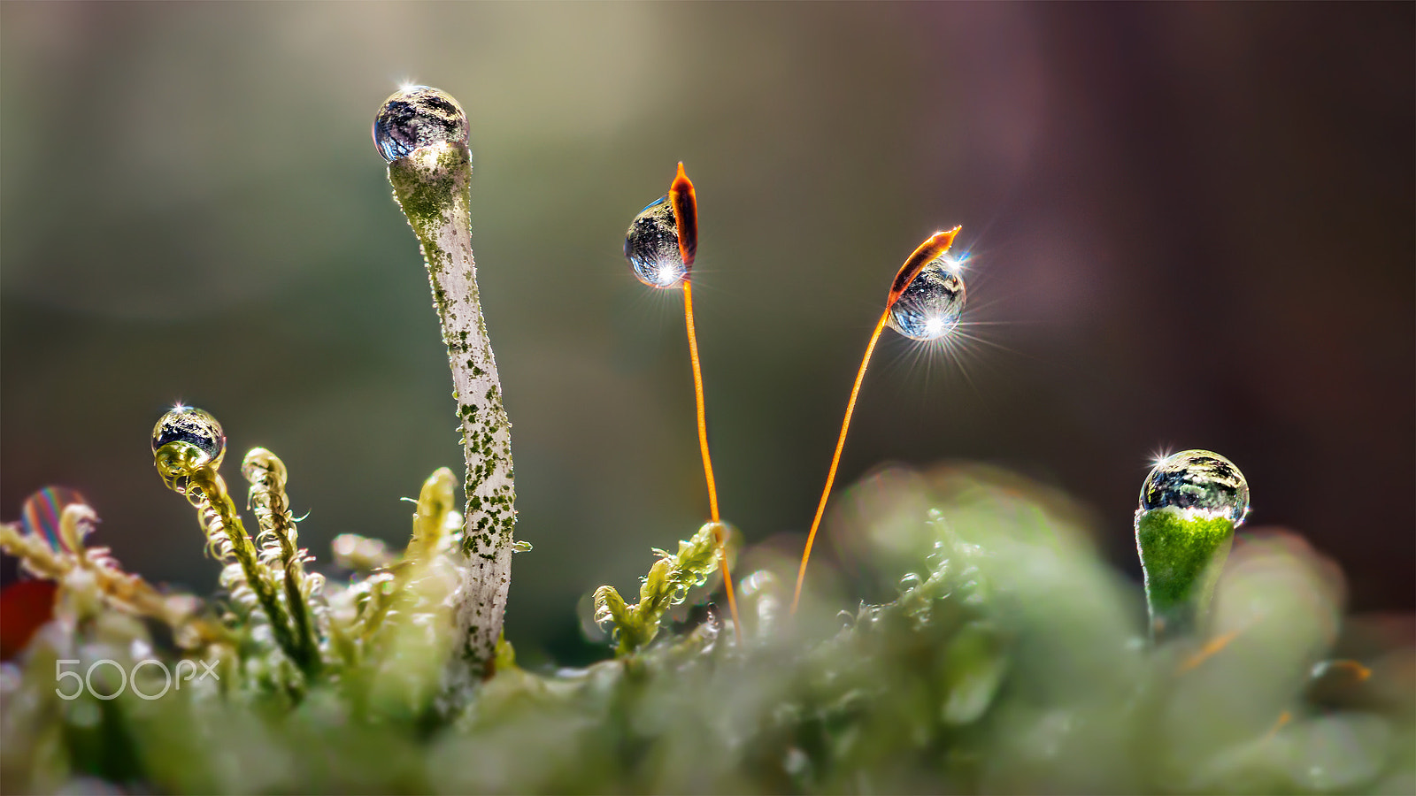 Nikon AF-S Micro-Nikkor 105mm F2.8G IF-ED VR sample photo. Sunset moos photography