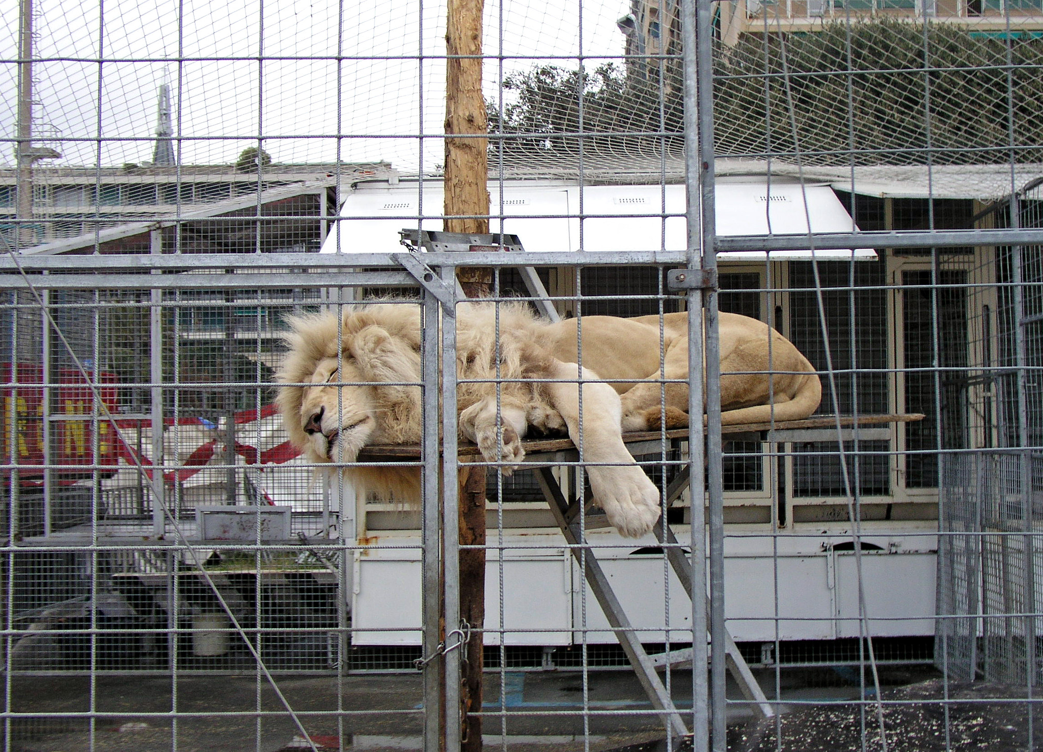 Olympus C5050Z sample photo. Caged photography