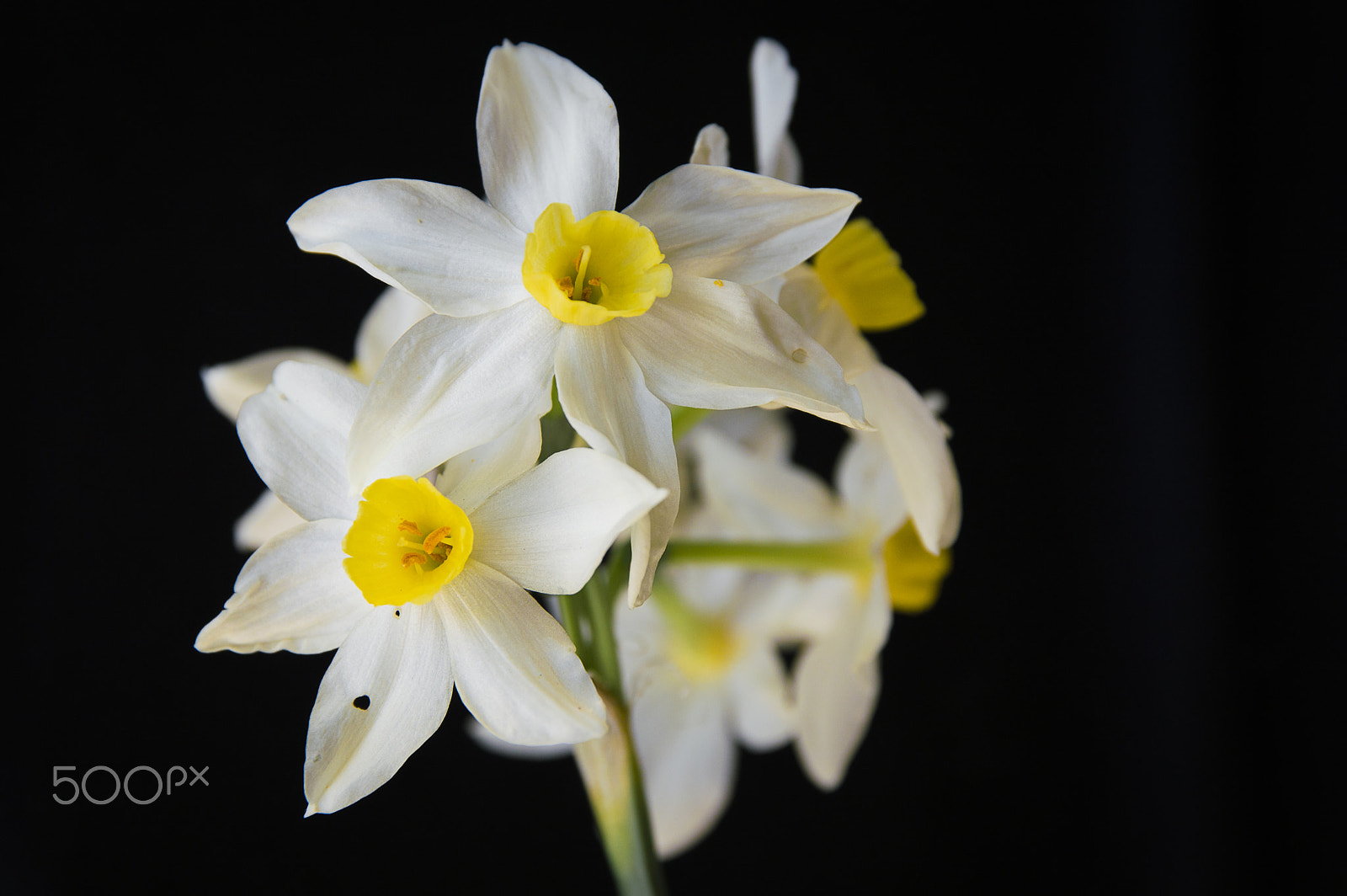 Nikon D3200 + Sigma 17-70mm F2.8-4 DC Macro OS HSM | C sample photo. Narcissus poeticus photography