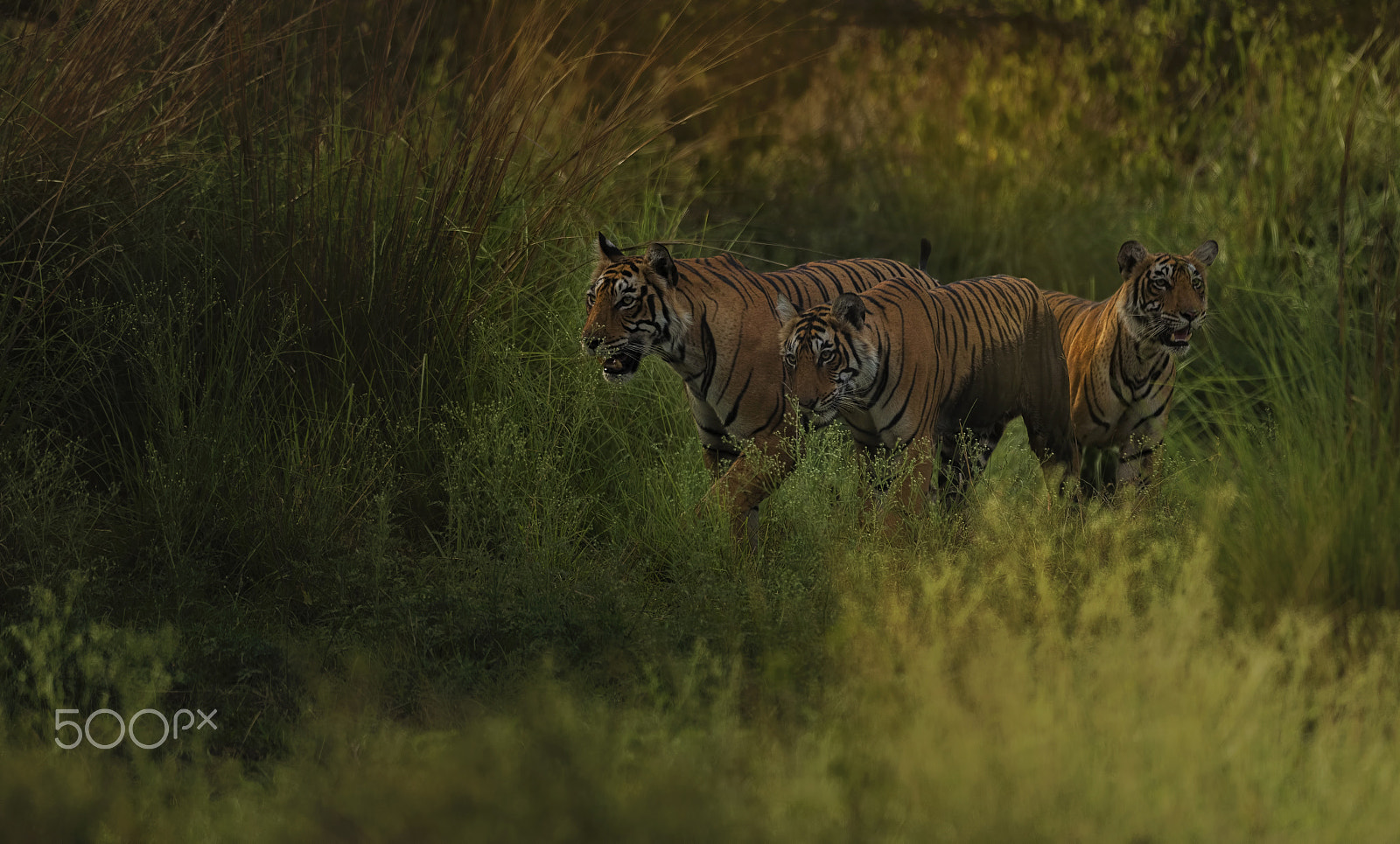 Nikon D750 sample photo. Royals of ranthambore photography