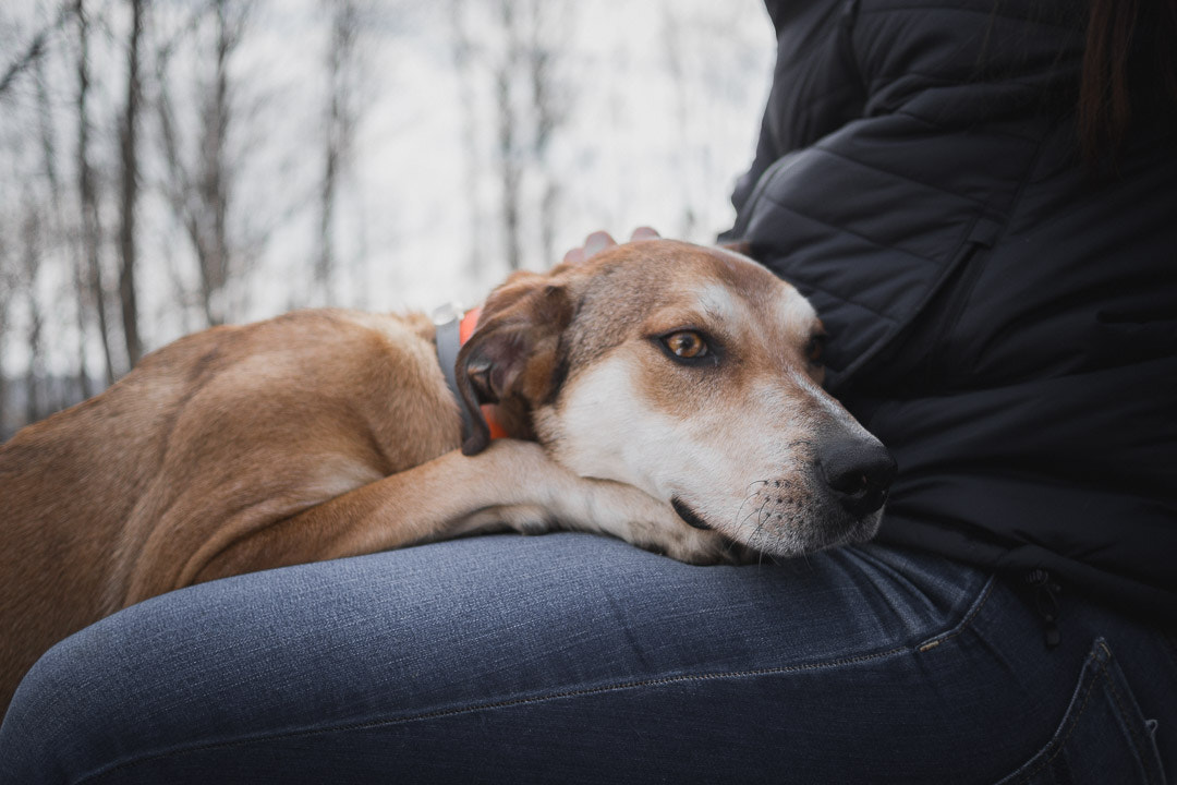 Olympus OM-D E-M10 + Panasonic Lumix G 20mm F1.7 ASPH sample photo. Dog daze photography