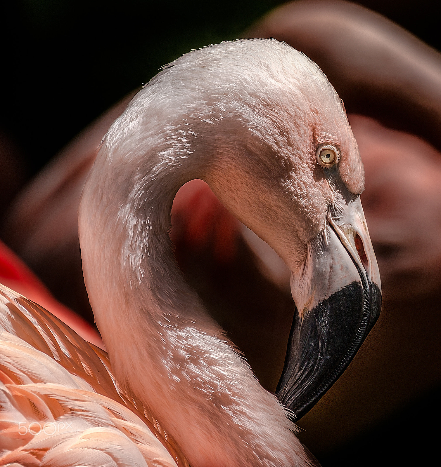Canon EF 70-300mm F4-5.6L IS USM sample photo. Flamingo portrait photography