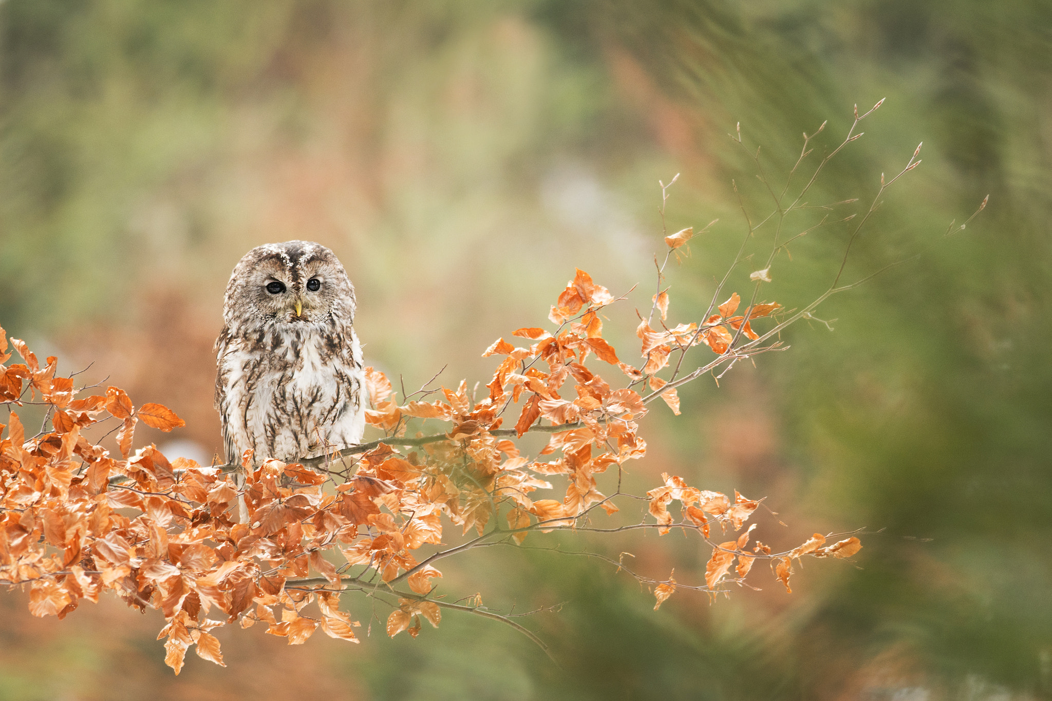 Nikon D500 sample photo. Owl photography