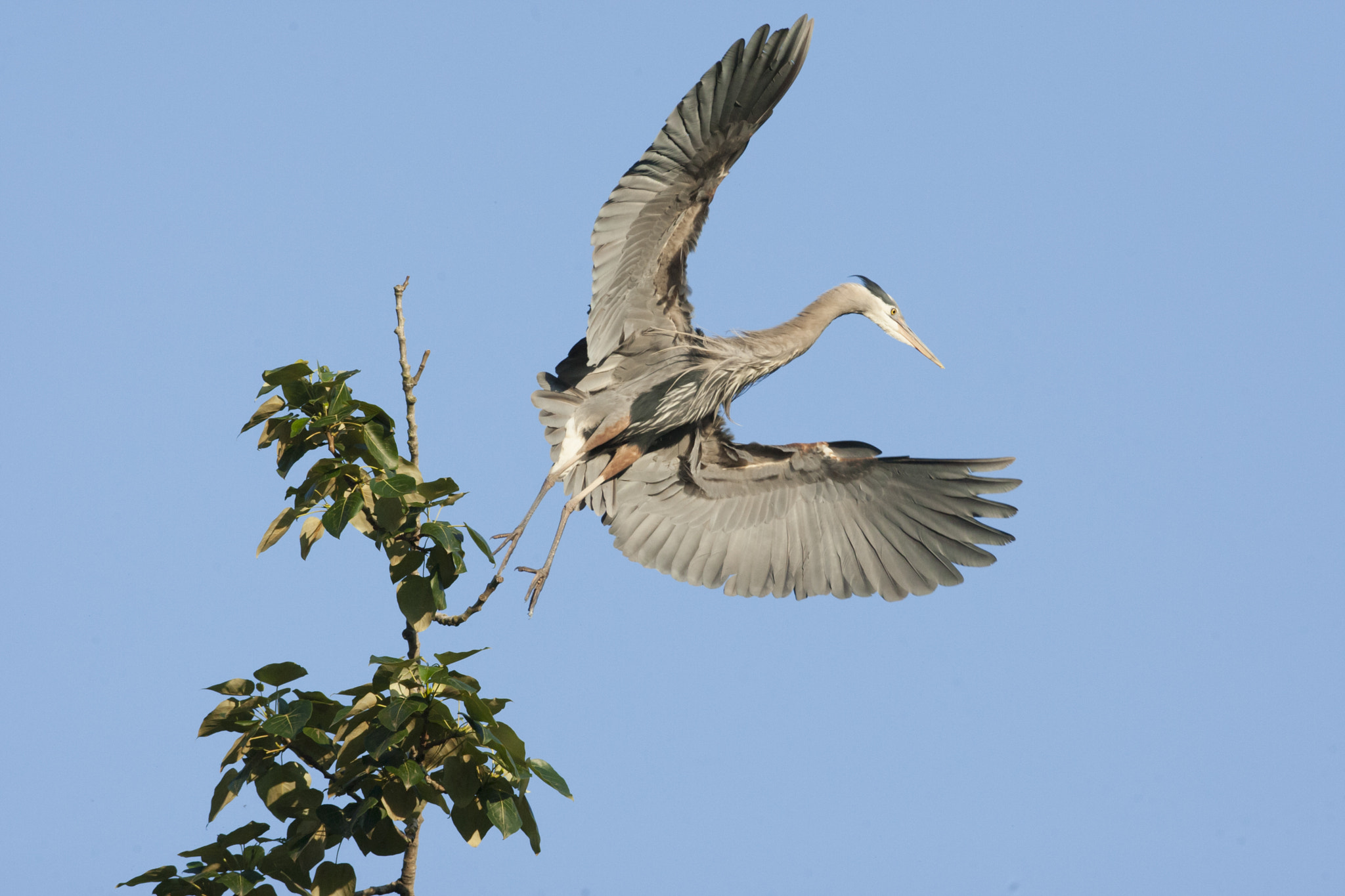 Canon EF 600mm f/4L IS sample photo. Great blue heron in flight photography