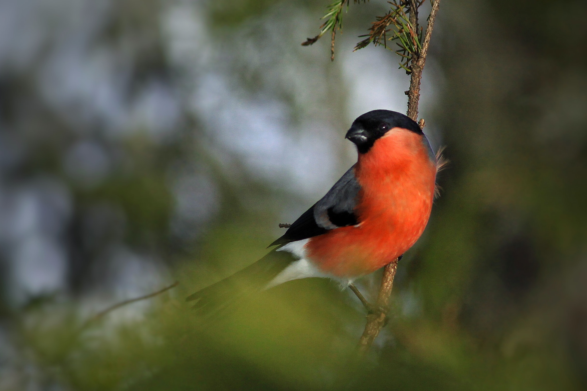 Canon EOS 50D + Canon EF 300mm F4L IS USM sample photo