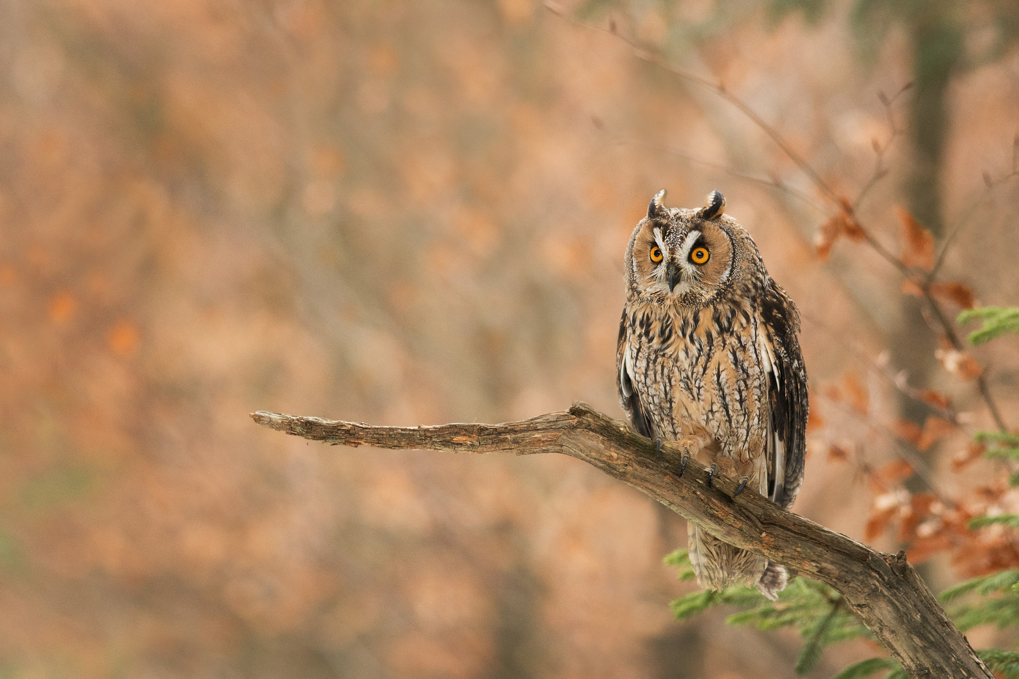 Nikon D500 + Sigma 50mm F2.8 EX DG Macro sample photo. Owl photography