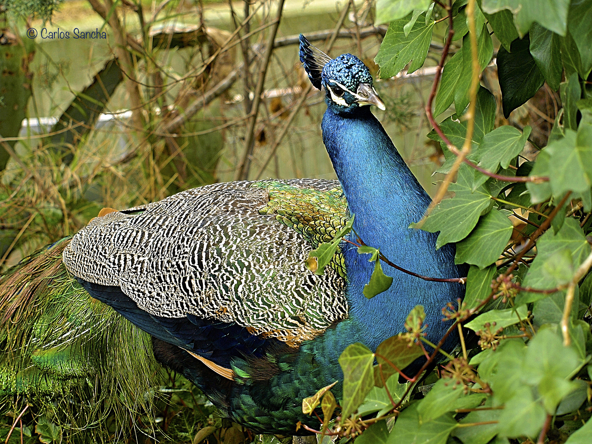 Olympus Zuiko Digital ED 40-150mm F4.0-5.6 sample photo. Pavo real - peacock photography