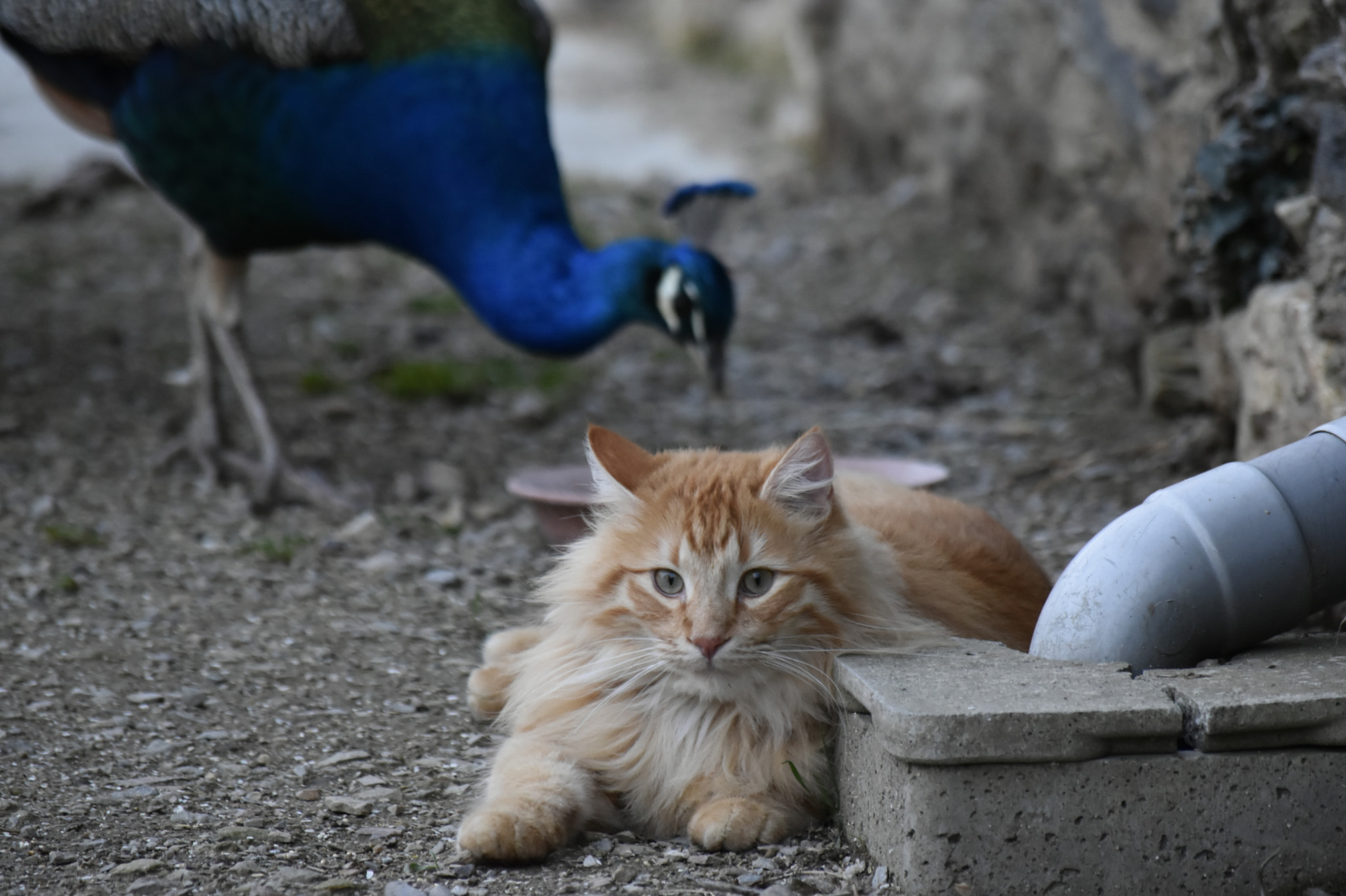 Nikon D5500 sample photo. Mr g & mr p photography
