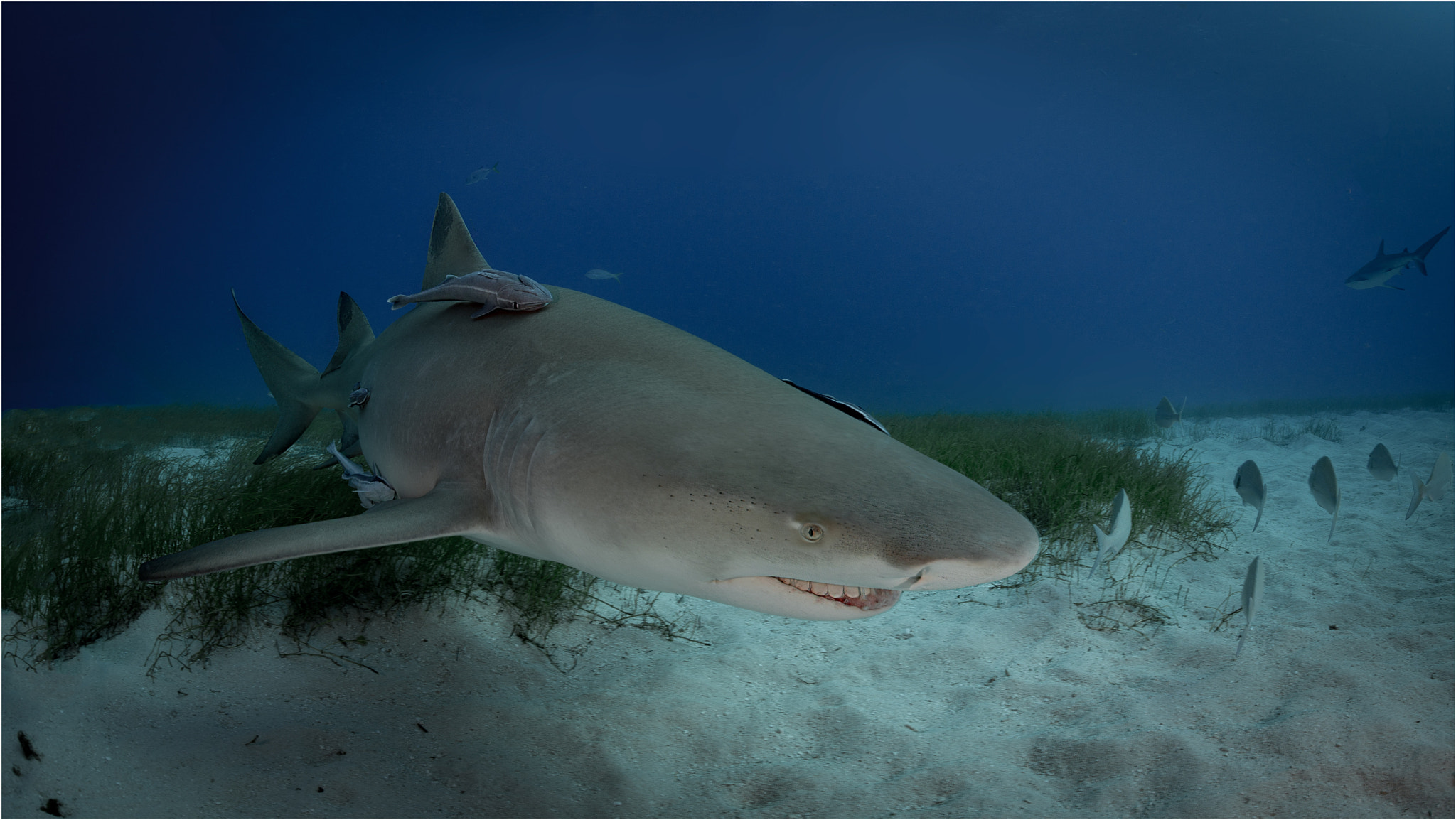 Nikon D800E + Nikon AF Fisheye-Nikkor 16mm F2.8D sample photo. Lemon shark photography