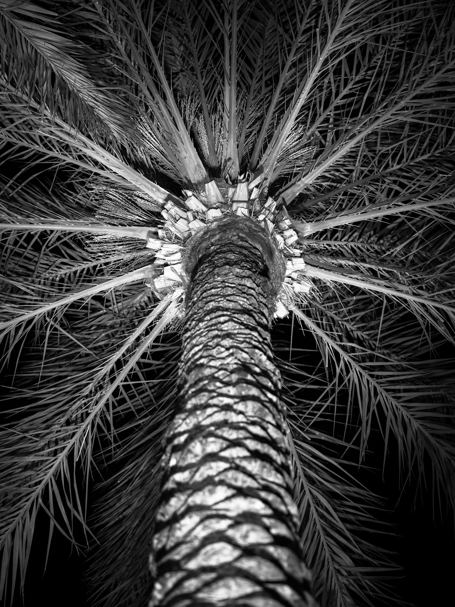 Olympus OM-D E-M1 + Olympus M.Zuiko Digital 45mm F1.8 sample photo. Palm tree photography