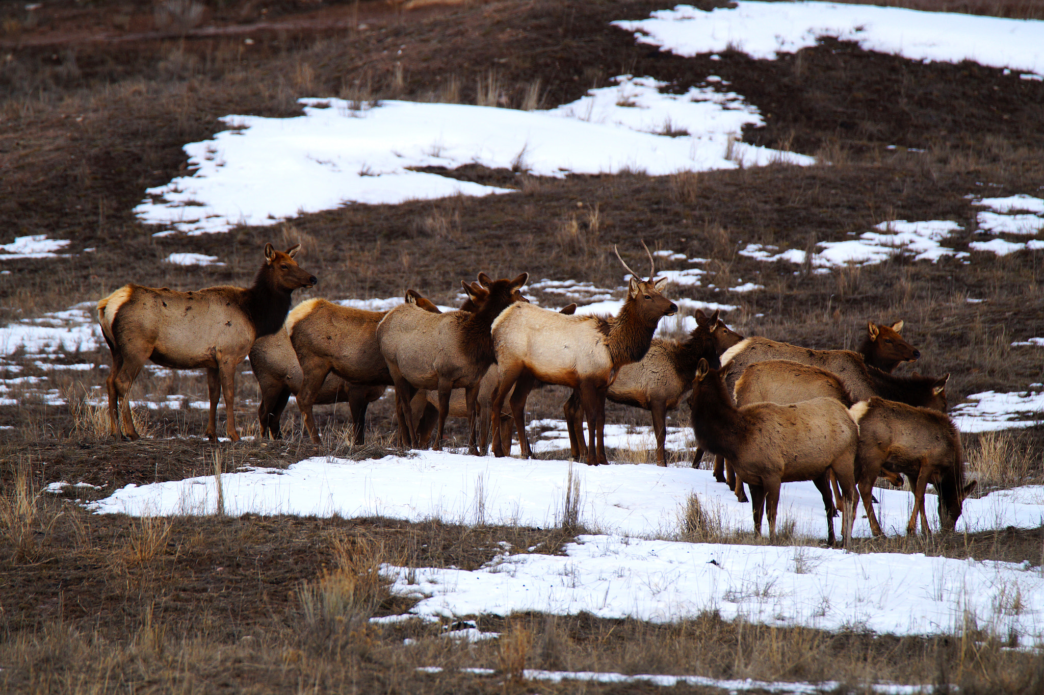 Sony SLT-A58 + Tamron SP 150-600mm F5-6.3 Di VC USD sample photo. Edwards co elk photography