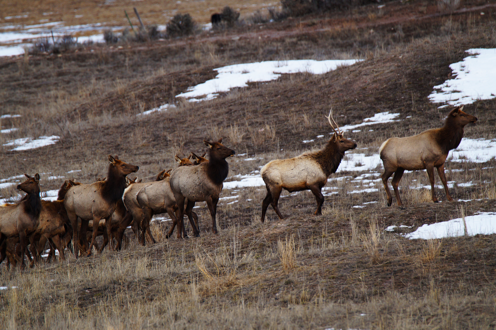 Sony SLT-A58 + Tamron SP 150-600mm F5-6.3 Di VC USD sample photo. Edwards co elk 2 photography