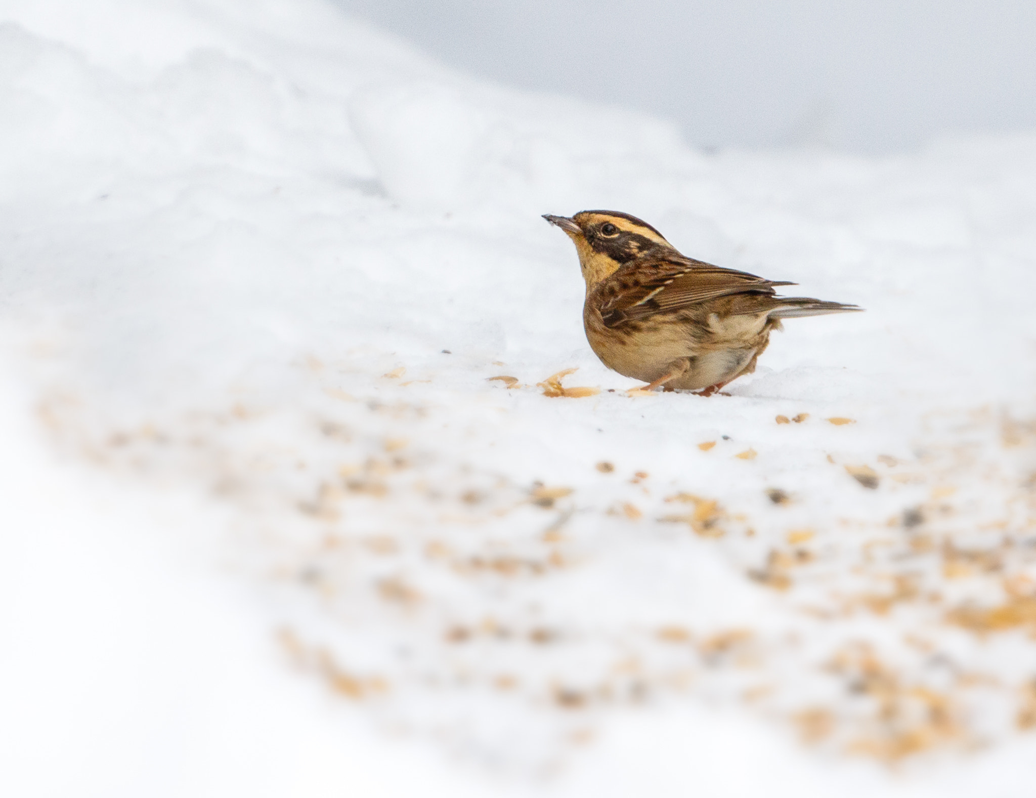Canon EF 500mm F4L IS USM sample photo. Siberian accentor photography