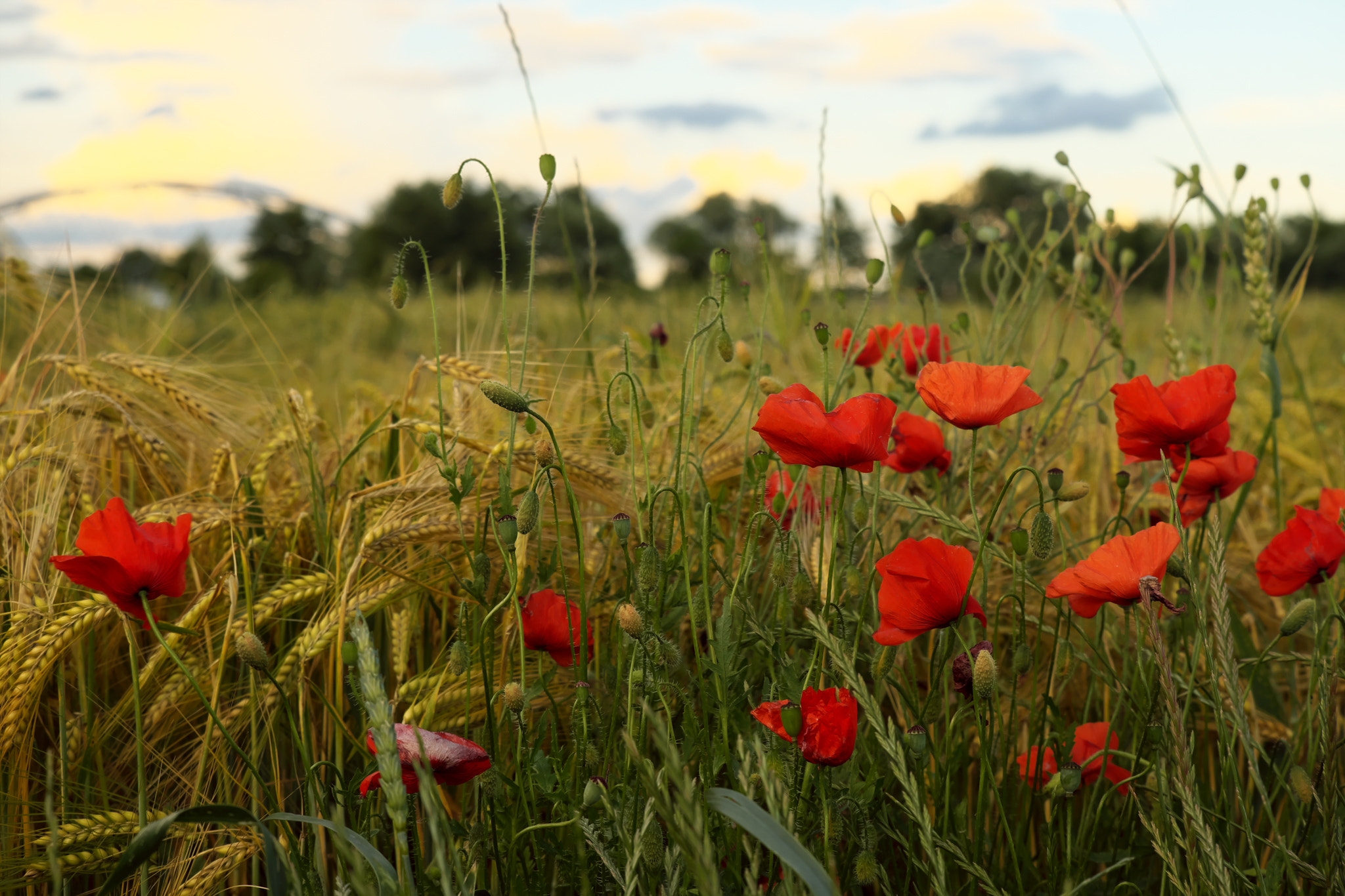 Fujifilm X-T10 + Fujifilm XC 50-230mm F4.5-6.7 OIS II sample photo. Red poppy field photography