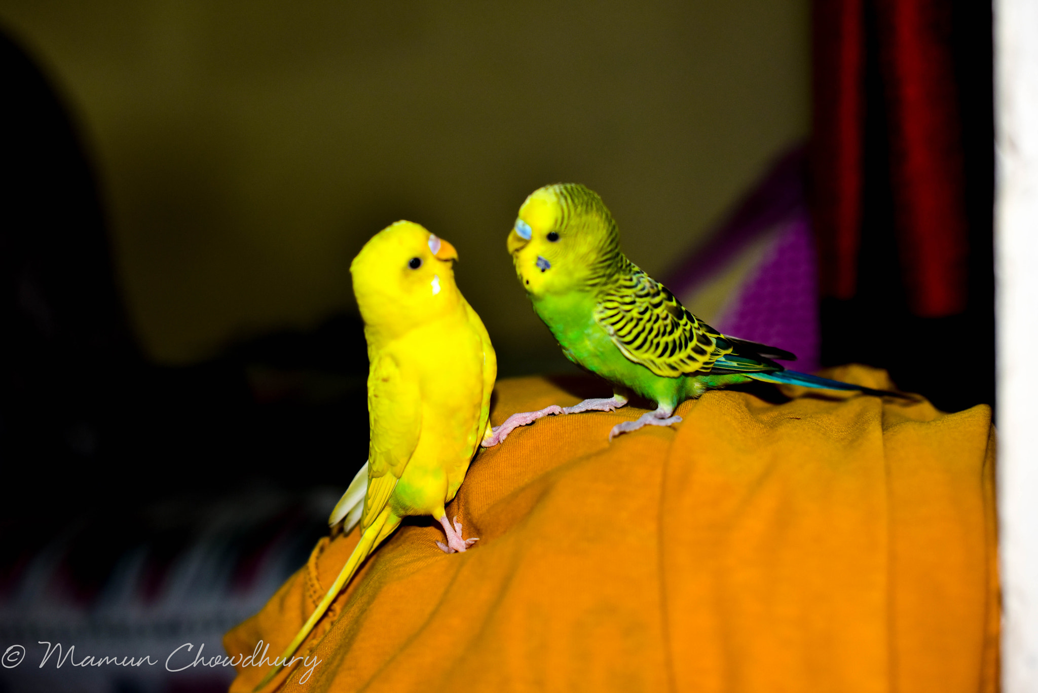 Nikon D810 + Nikon AF-S Nikkor 50mm F1.4G sample photo. Moment of love photography