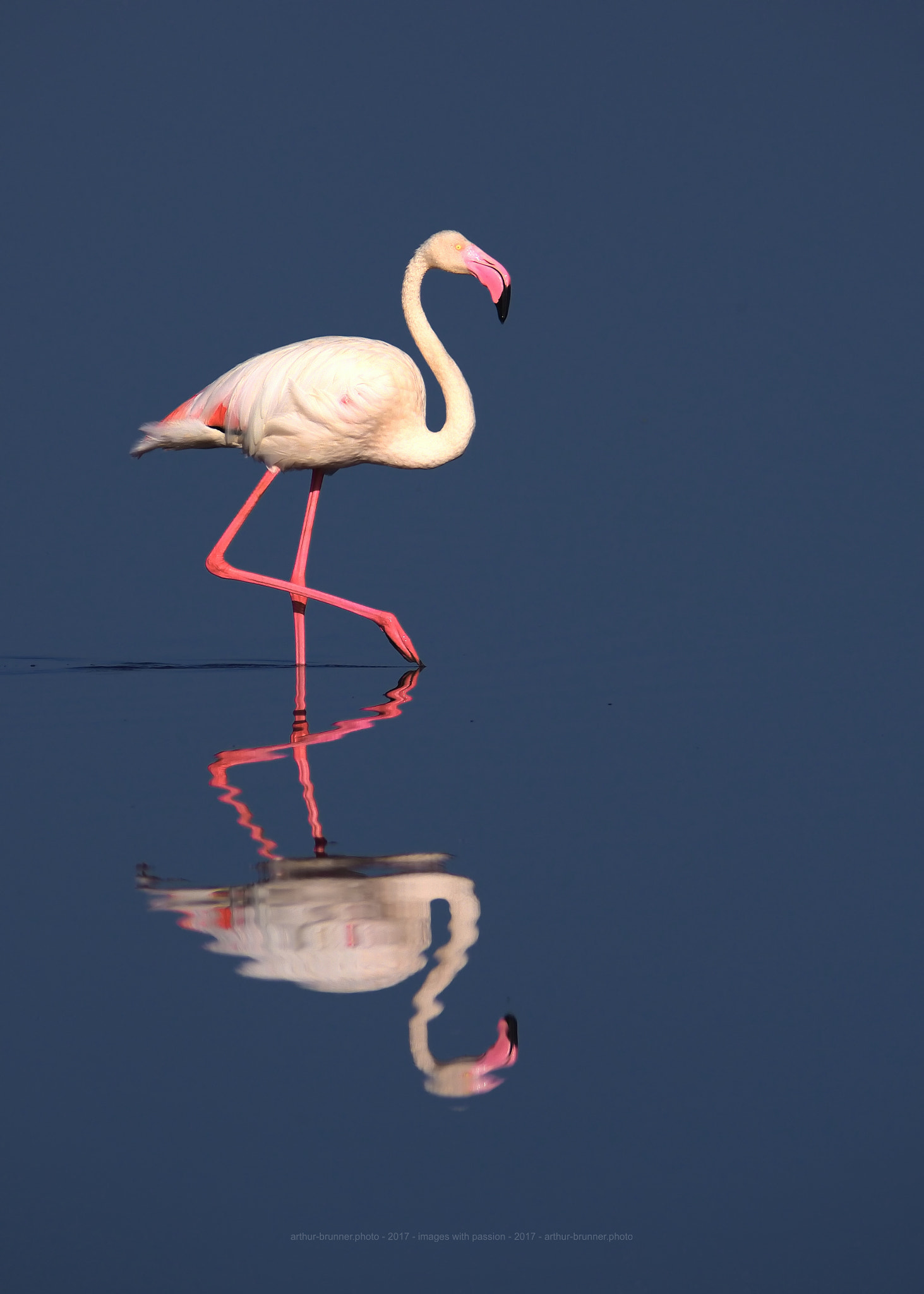 Olympus Zuiko Digital ED 90-250mm F2.8 sample photo. Greater flamingo photography
