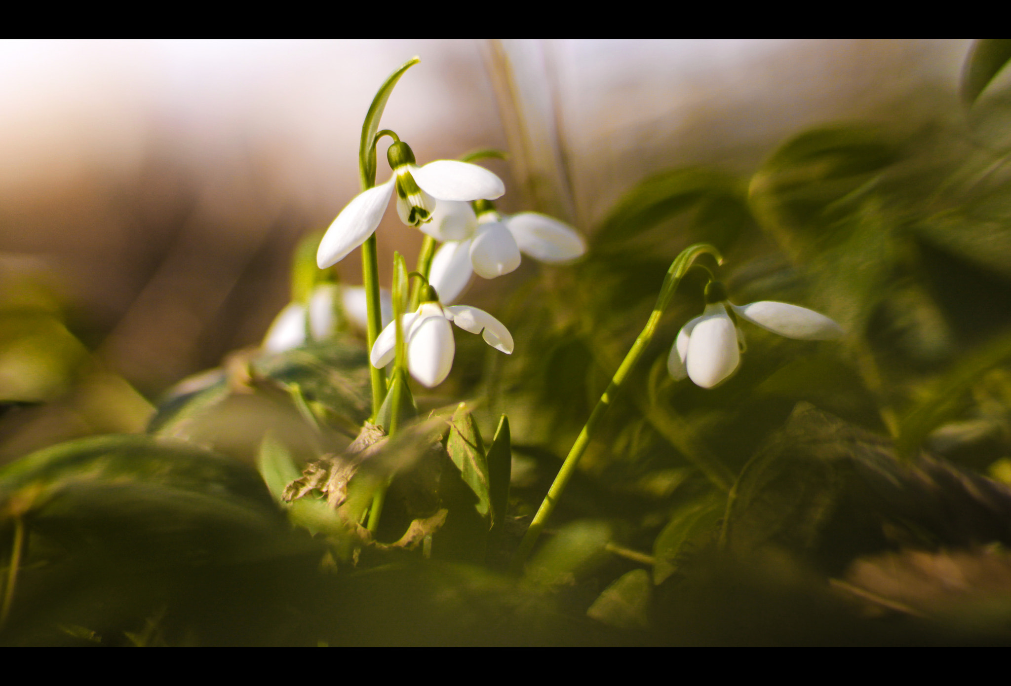 Canon EOS 1100D (EOS Rebel T3 / EOS Kiss X50) + Canon EF 50mm F1.4 USM sample photo. Hey, spring! photography