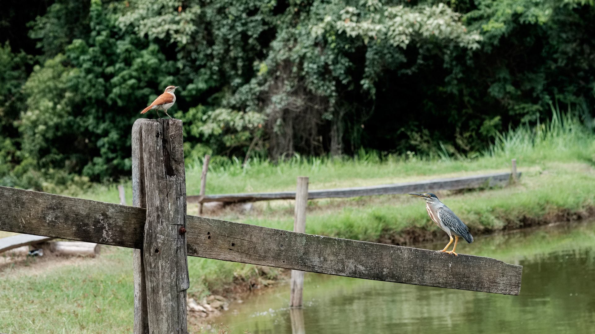 Fujifilm X-E2 + Fujifilm XF 60mm F2.4 R Macro sample photo. Two birds photography