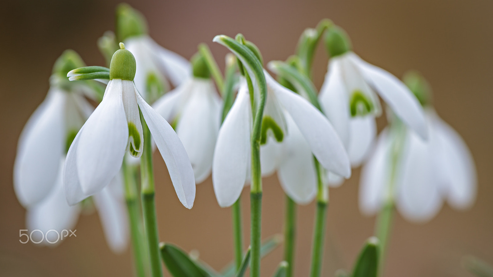 Canon EF 180mm F3.5L Macro USM sample photo. Snowdrops photography