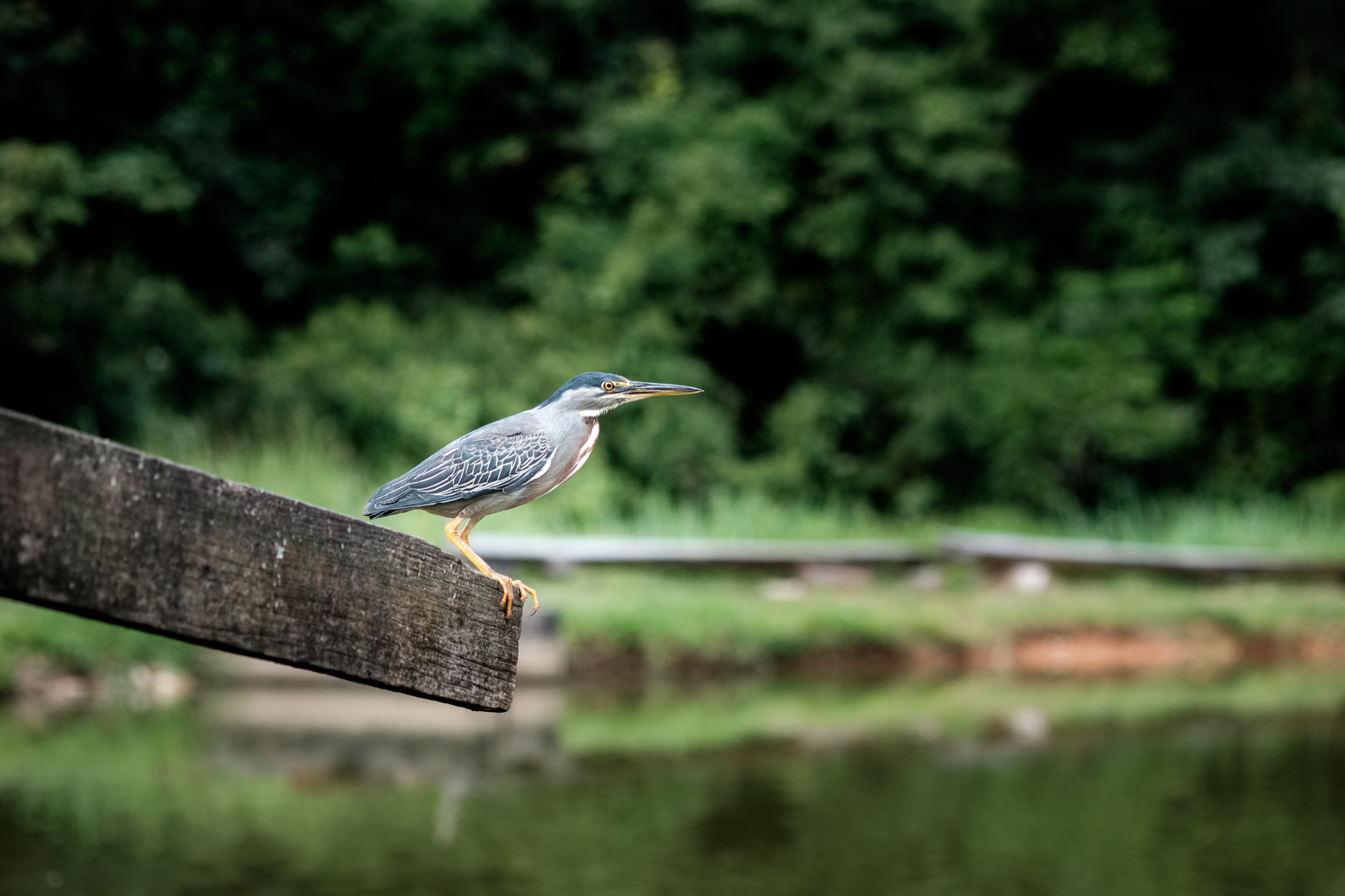 Fujifilm X-E2 + Fujifilm XF 60mm F2.4 R Macro sample photo. Bird photography