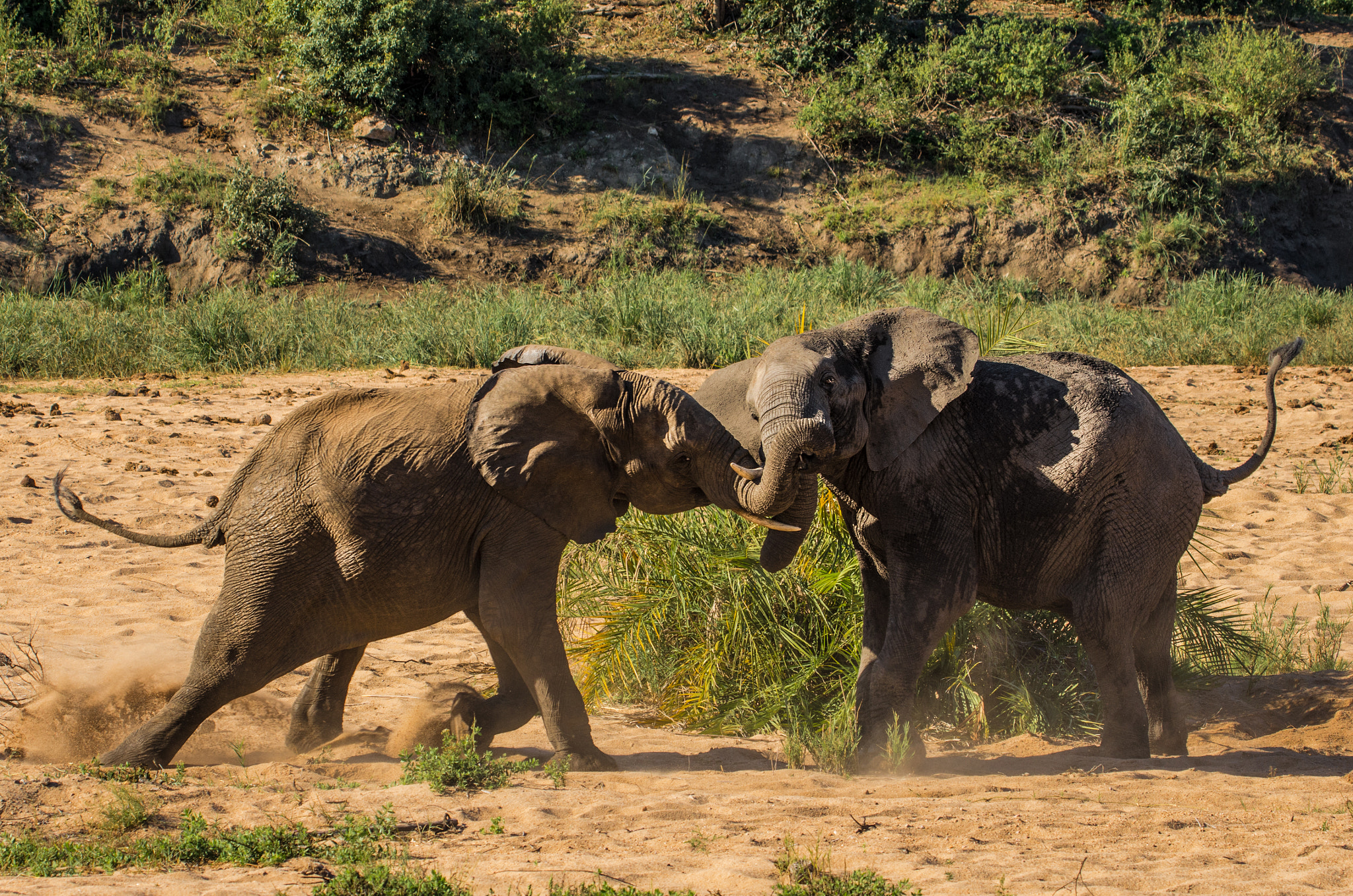 Pentax D FA 150-450mm F4.5-5.6 ED DC AW sample photo. Elephants fighting photography
