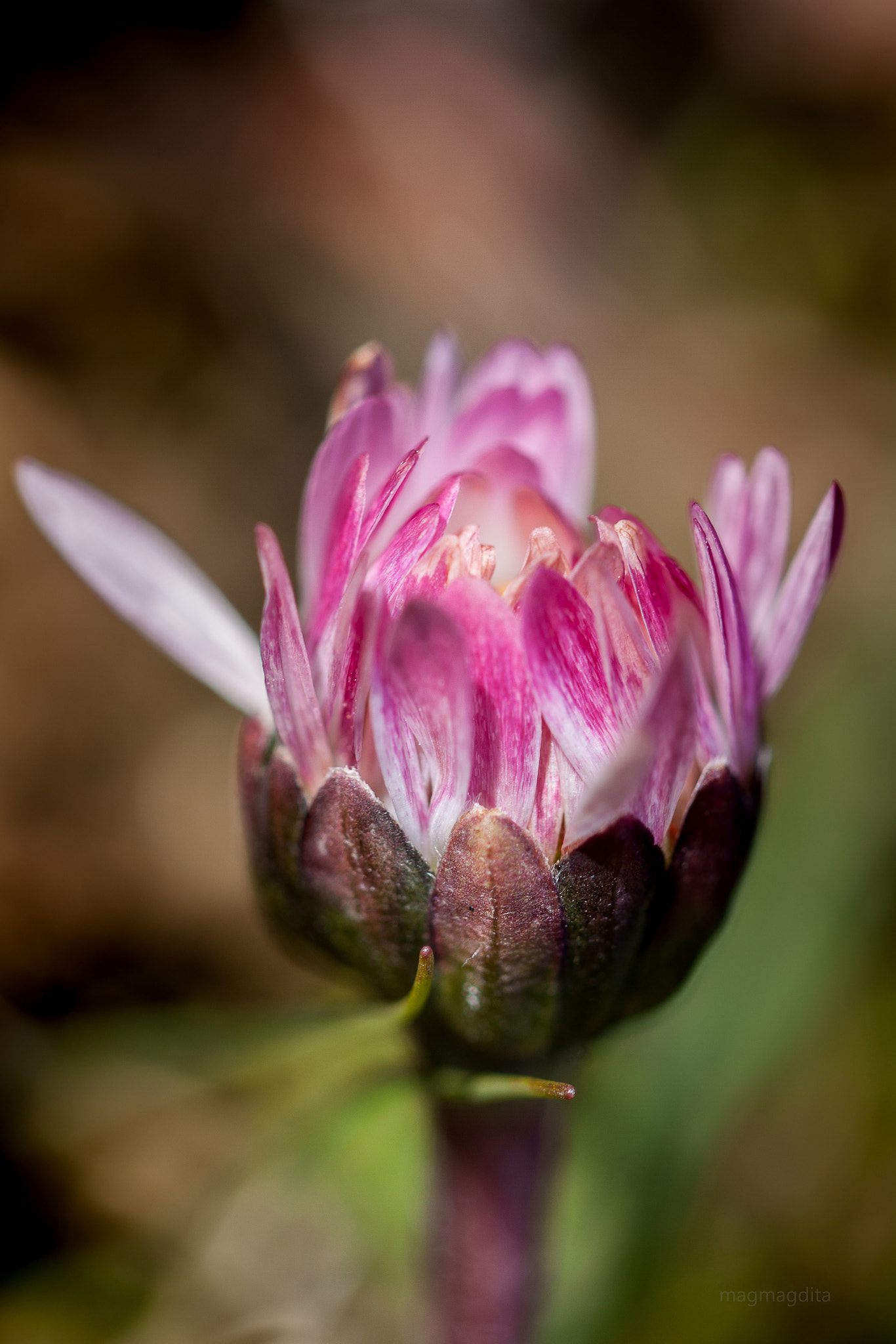 Canon EF 100mm F2.8L Macro IS USM sample photo. Taverlove photography