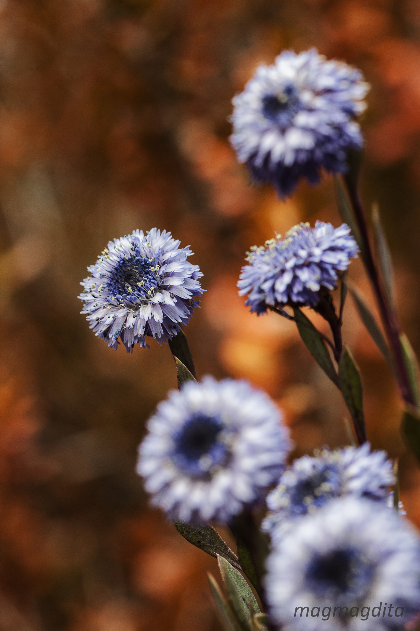 Canon EF 100mm F2.8L Macro IS USM sample photo. Taverlove photography
