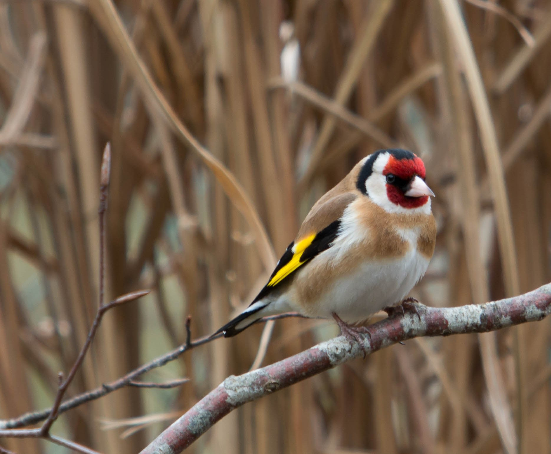 Canon EOS 70D + Canon EF 70-200mm F2.8L USM sample photo. Chardonneret photography