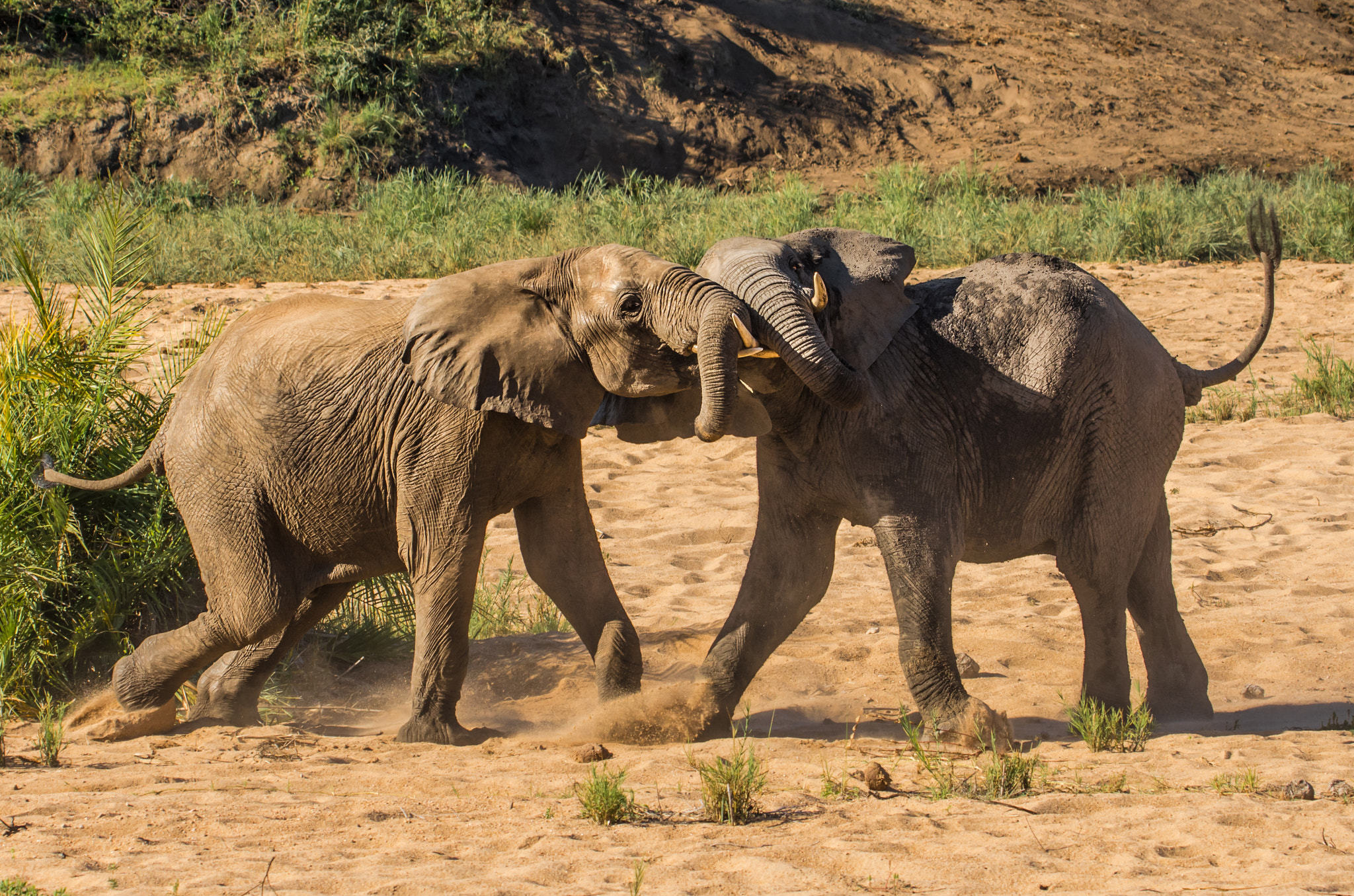 Pentax K-5 II sample photo. Fighting giants photography