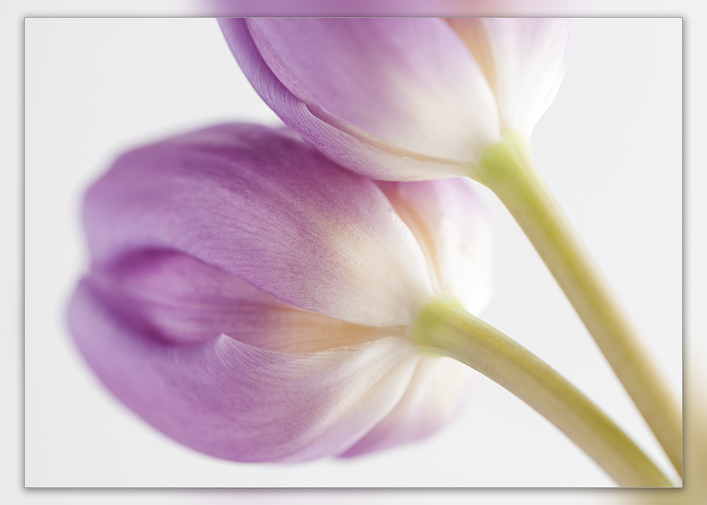Sigma 150mm F2.8 EX DG OS Macro HSM sample photo. Tulips photography
