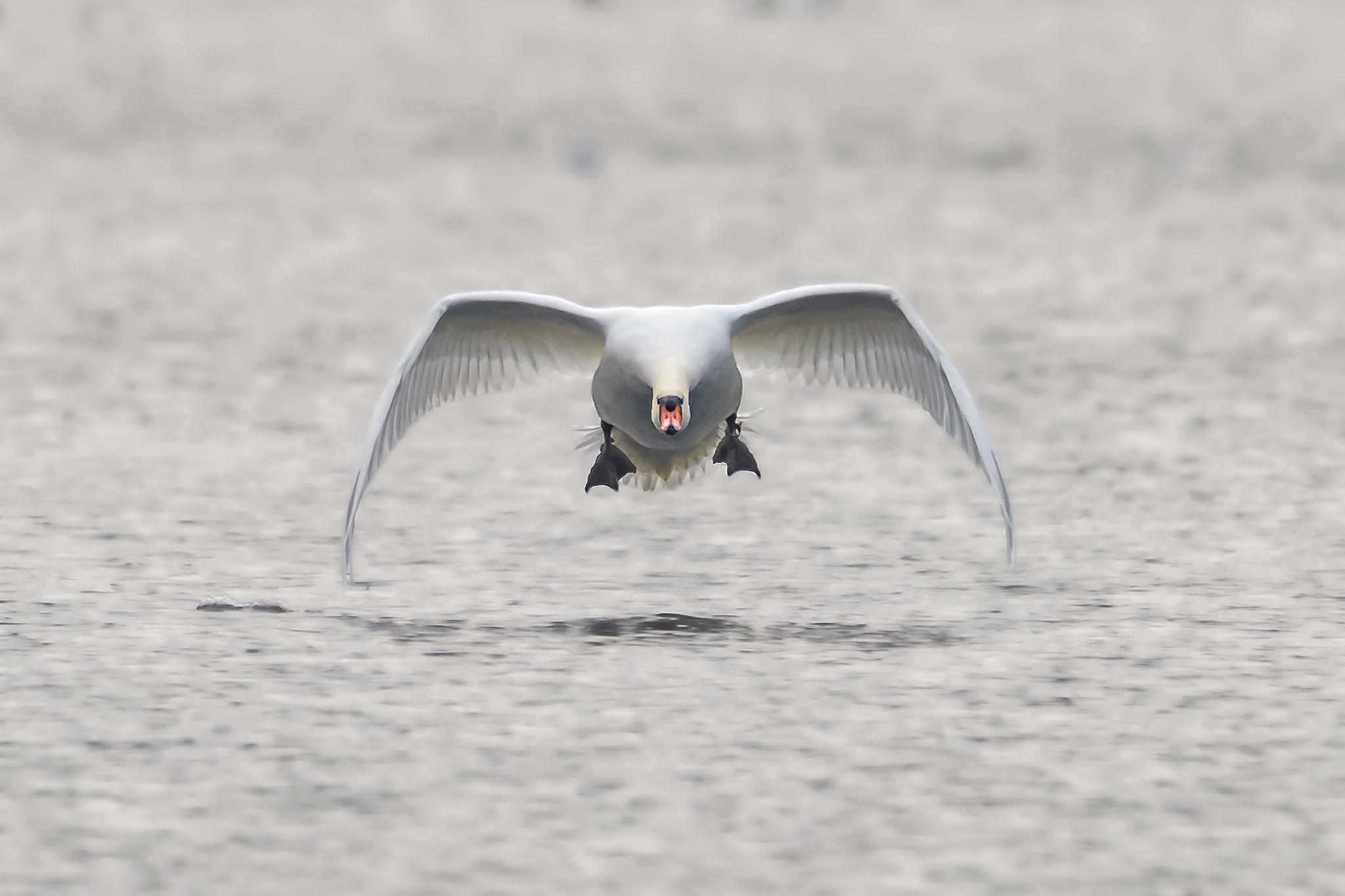 Canon EF 400mm F2.8L IS II USM sample photo. I come back... photography