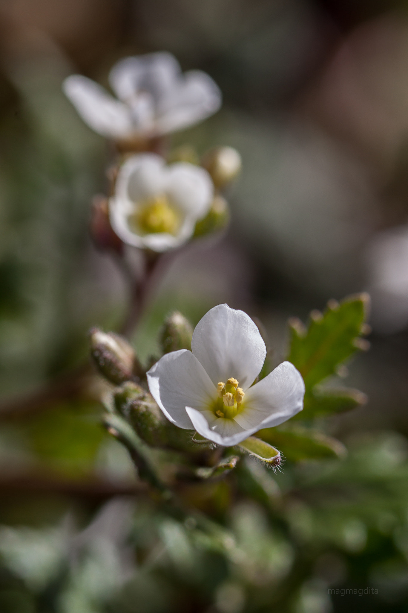 Canon EF 100mm F2.8L Macro IS USM sample photo. Taverlove photography