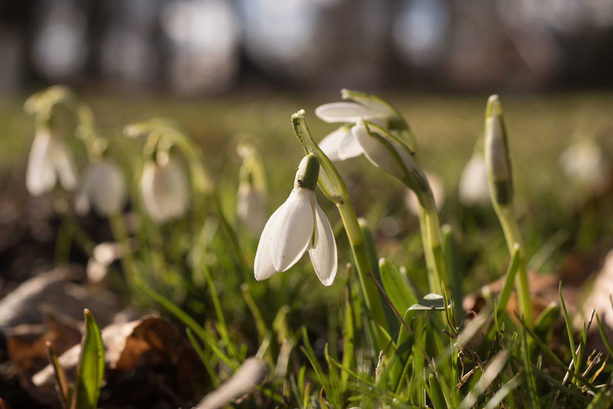 smc PENTAX-F MACRO 50mm F2.8 sample photo. Spring is coming :-) photography