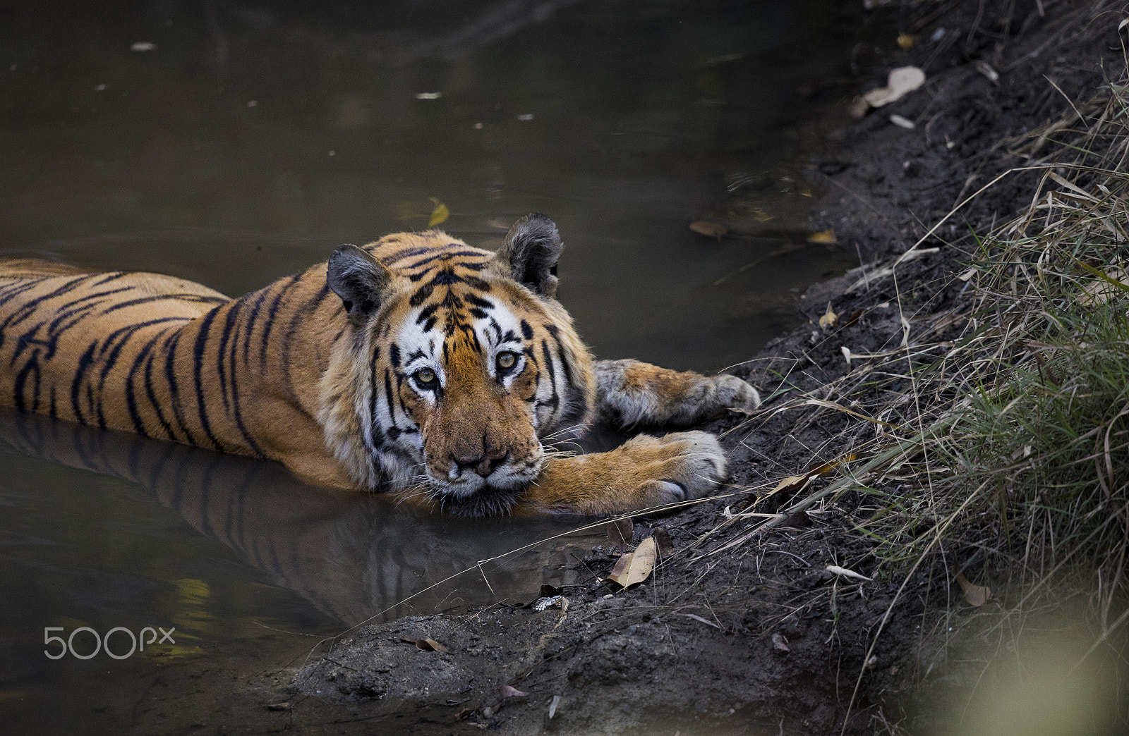 Canon EF 500mm F4L IS II USM sample photo. Sleepy kitty... photography