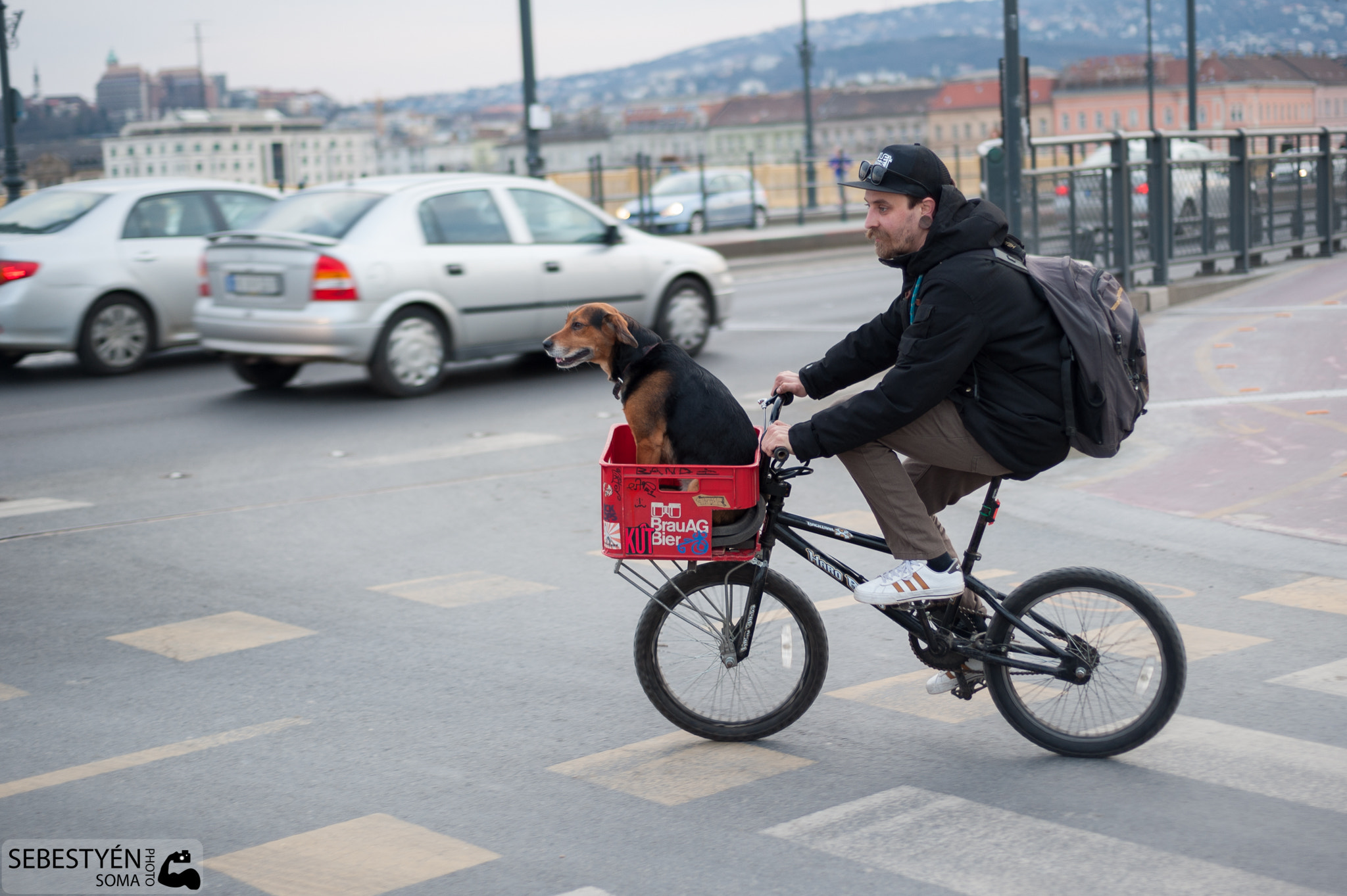 Nikon D700 + Nikon AF Nikkor 50mm F1.8D sample photo. Doglife photography