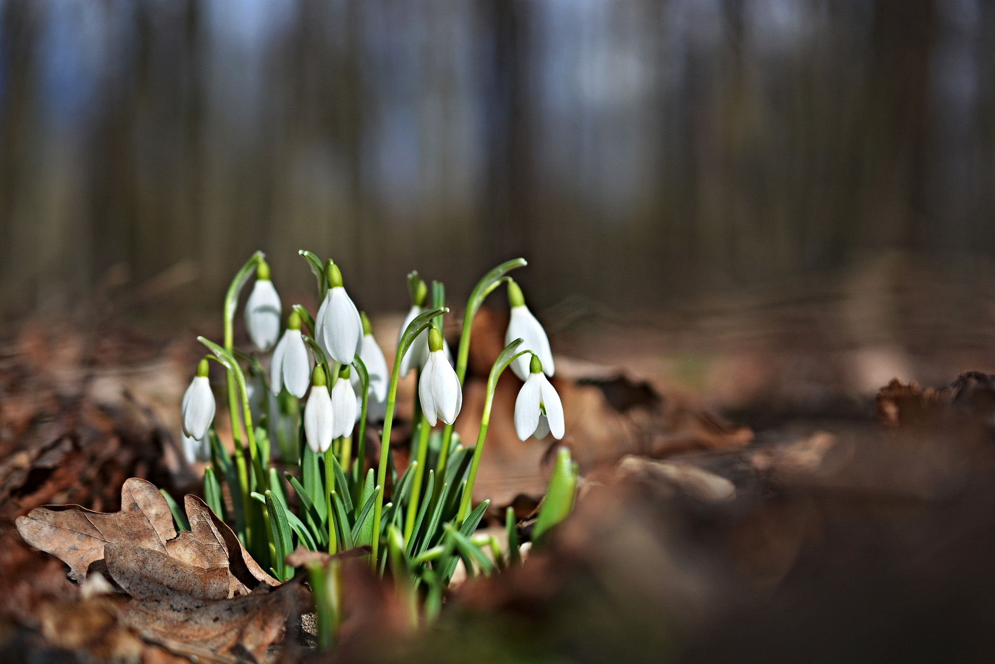 Nikon AF-S DX Micro Nikkor 40mm F2.8 sample photo. Kvetou......jarní krása photography