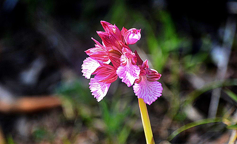 Sigma 70-300mm F4-5.6 APO Macro Super II sample photo. Orchis papilionacea - kelebek orkidesi photography