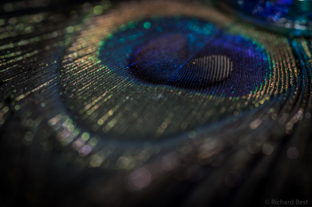 Nikon D3200 + Sigma 105mm F2.8 EX DG Macro sample photo. Peacock feather photography