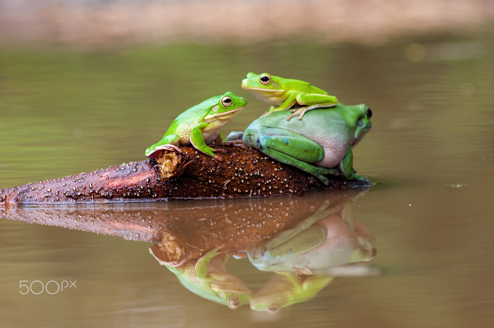 AF Zoom-Nikkor 75-300mm f/4.5-5.6 sample photo. Trio frog photography