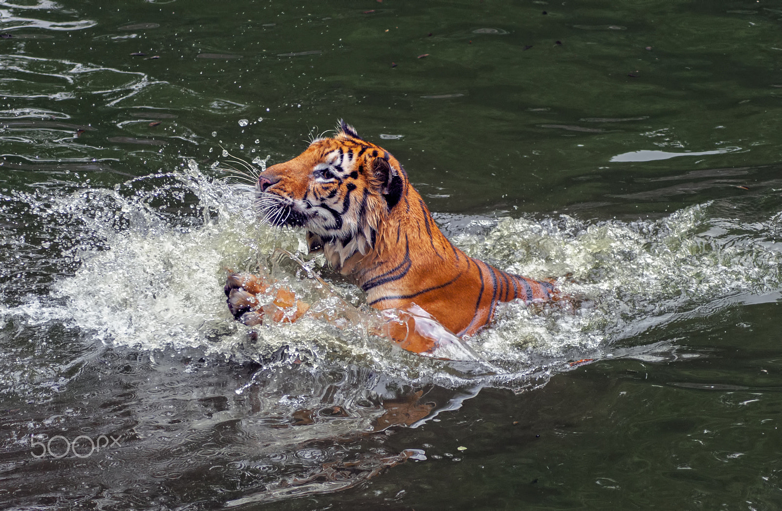 Nikon D90 + AF Zoom-Nikkor 75-300mm f/4.5-5.6 sample photo. Tiger photography