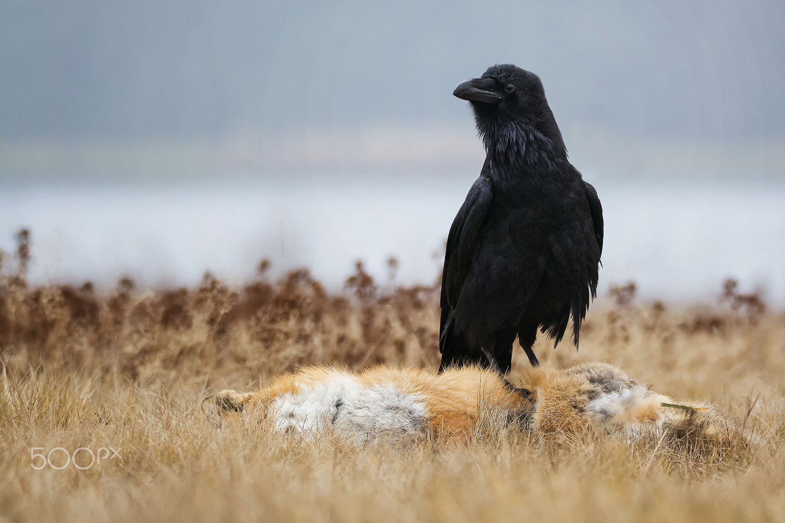 Nikon D7100 + Sigma 150-600mm F5-6.3 DG OS HSM | S sample photo. Raven (corvus corax) photography