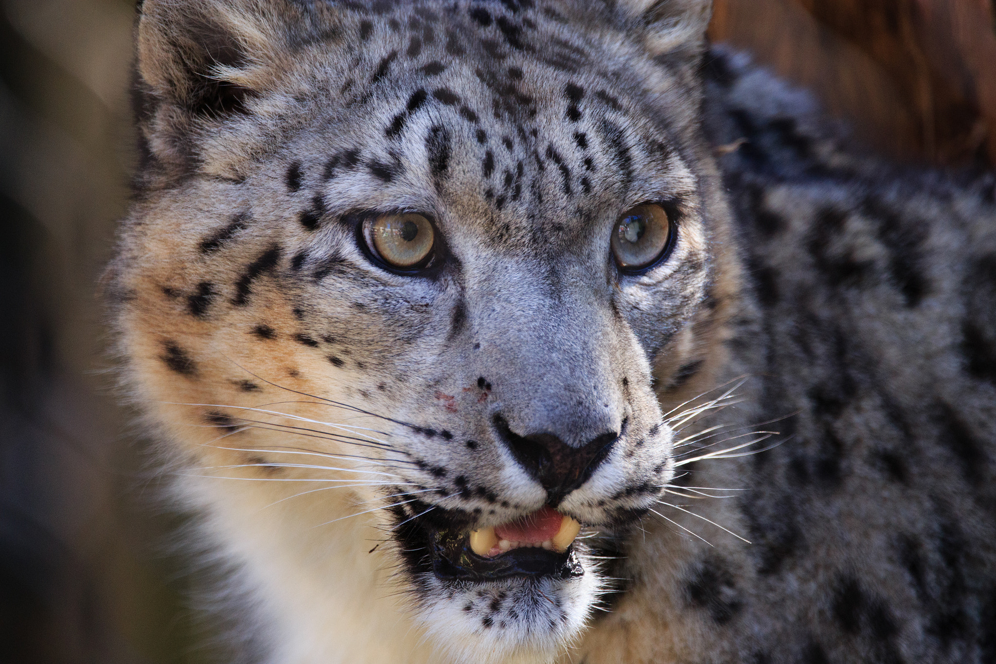 150-600mm F5-6.3 DG OS HSM | Contemporary 015 sample photo. Snow leopard photography