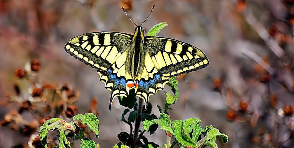 Sigma 70-300mm F4-5.6 APO Macro Super II sample photo. Papilio machaon -  kırlangıç kuyruk photography