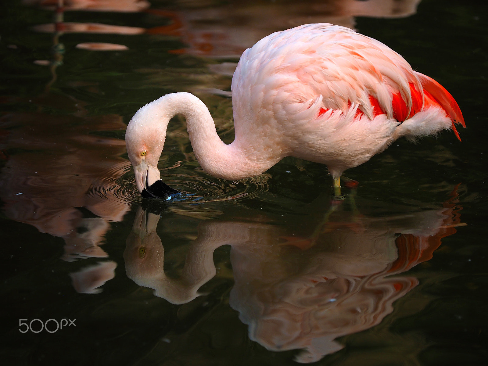 Olympus Zuiko Digital ED 50-200mm F2.8-3.5 SWD sample photo. Reflected flamingo photography